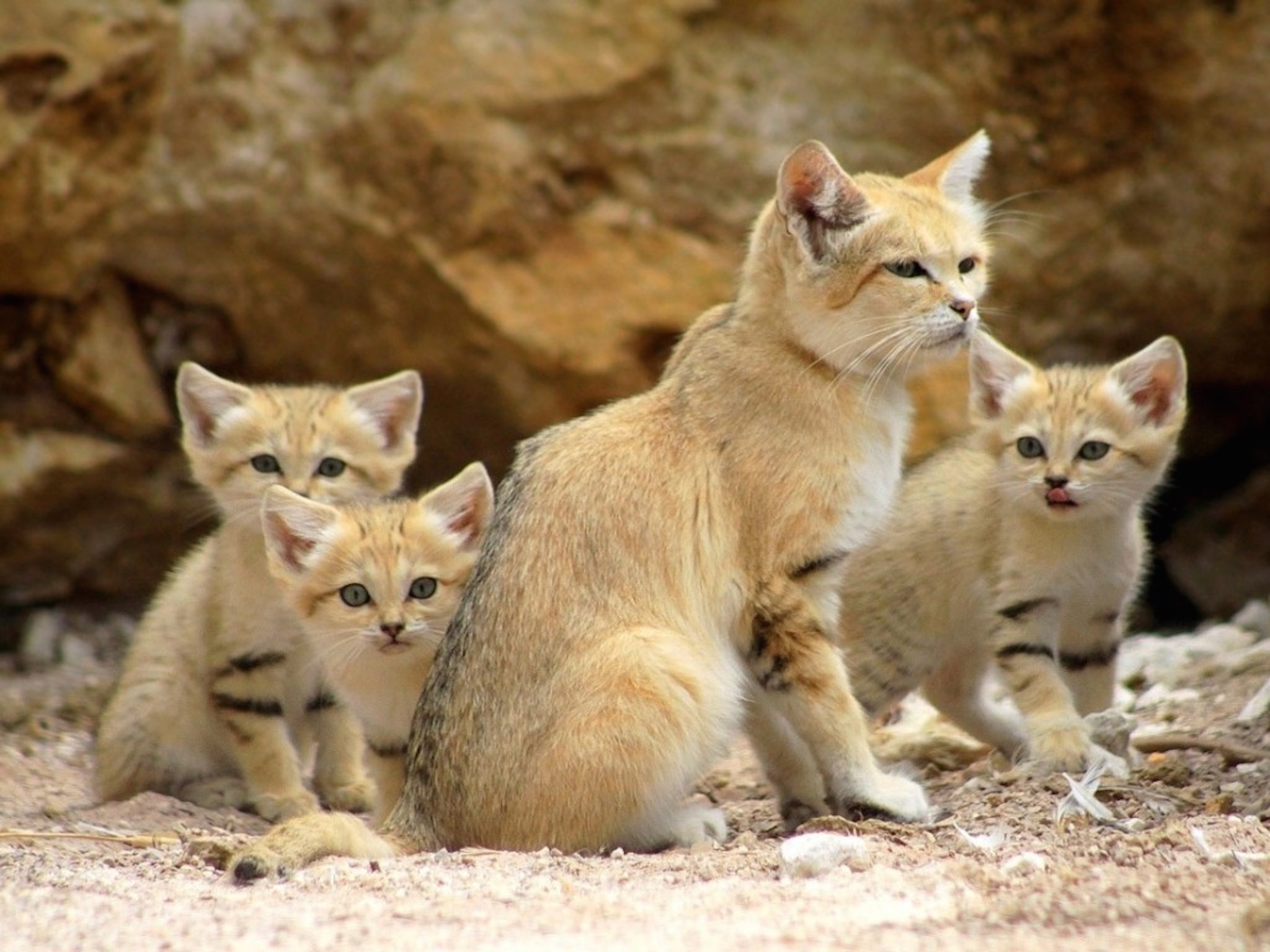 Sand Cat Wallpapers