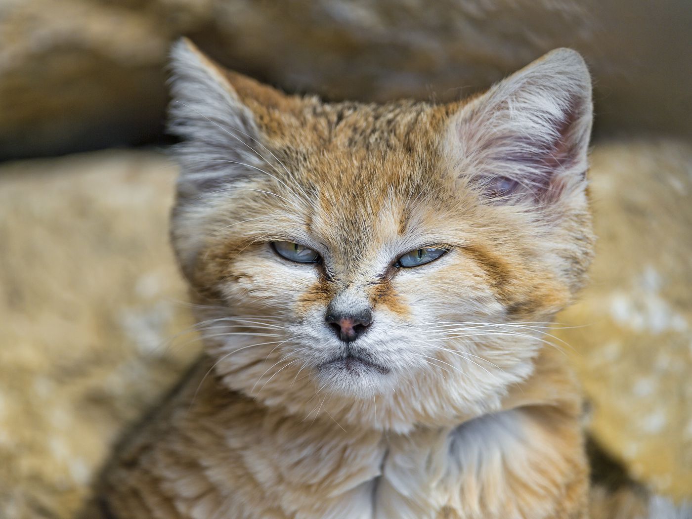 Sand Cat Wallpapers