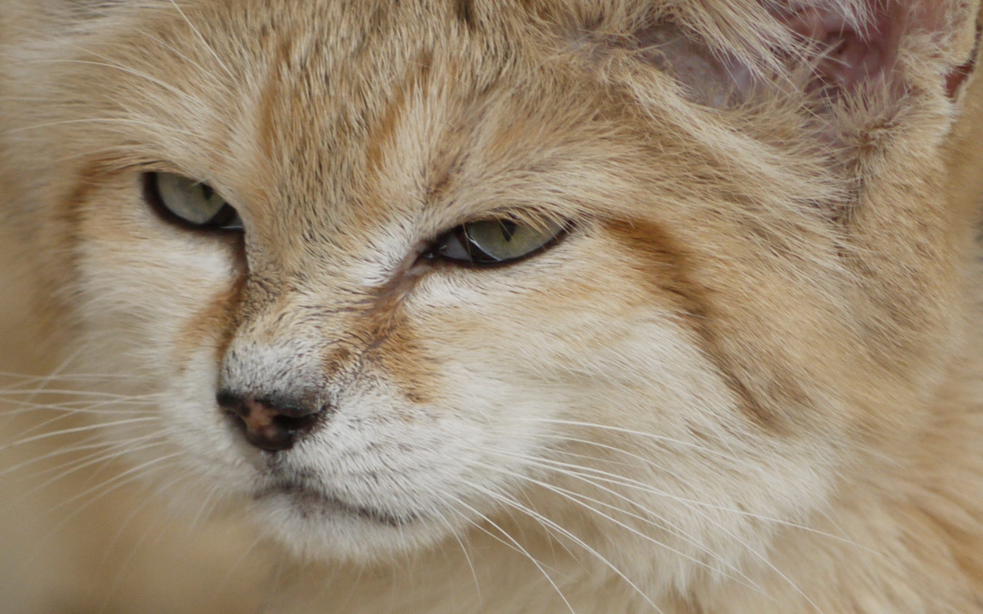 Sand Cat Wallpapers