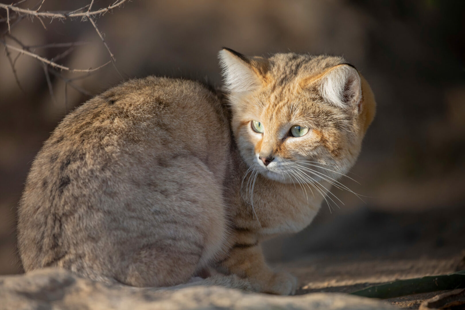 Sand Cat Wallpapers