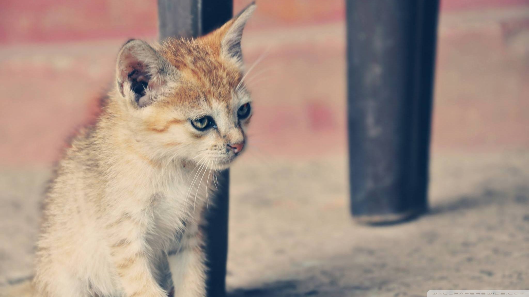 Sand Cat Wallpapers