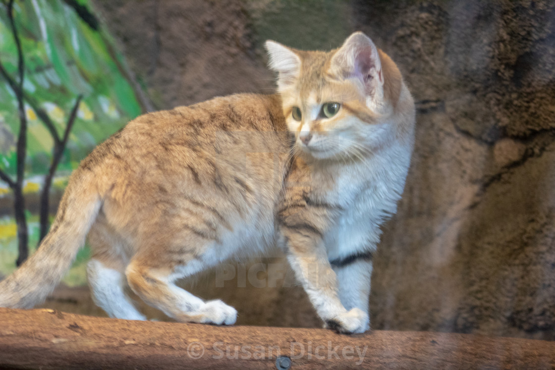 Sand Cat Wallpapers