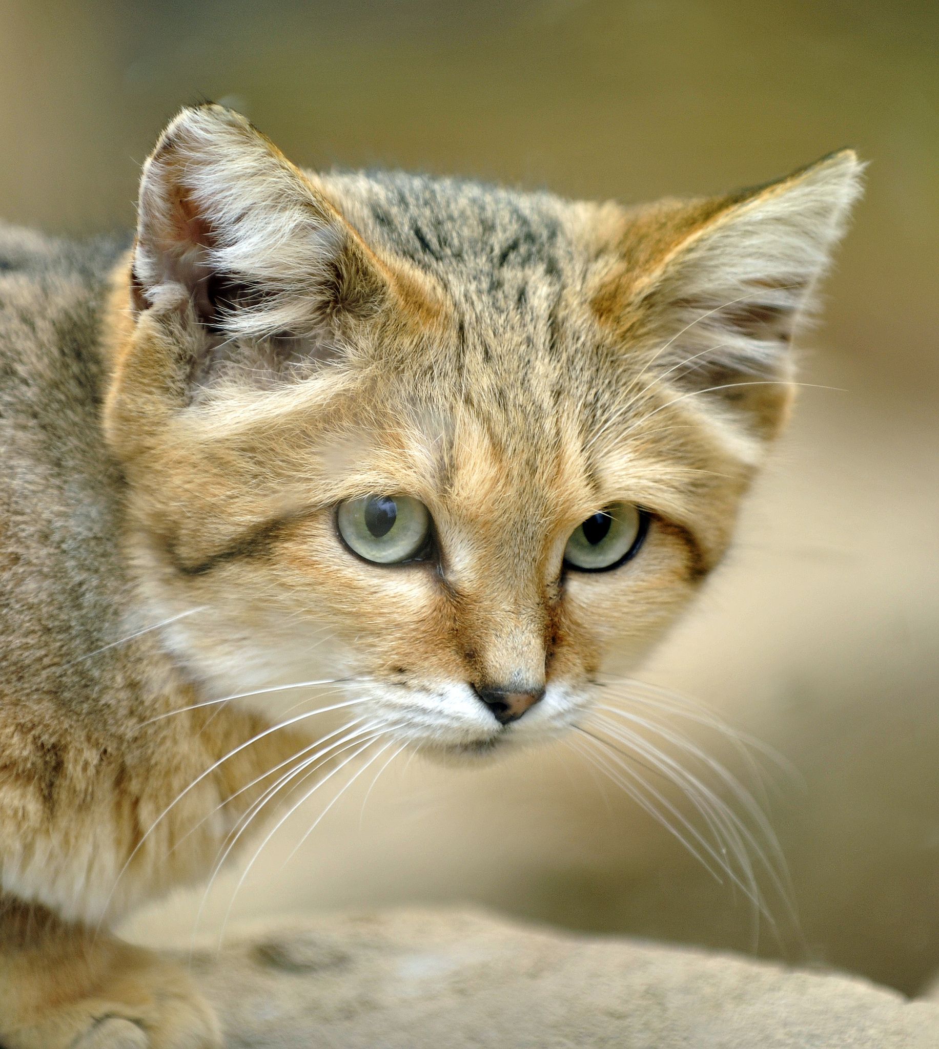 Sand Cat Wallpapers