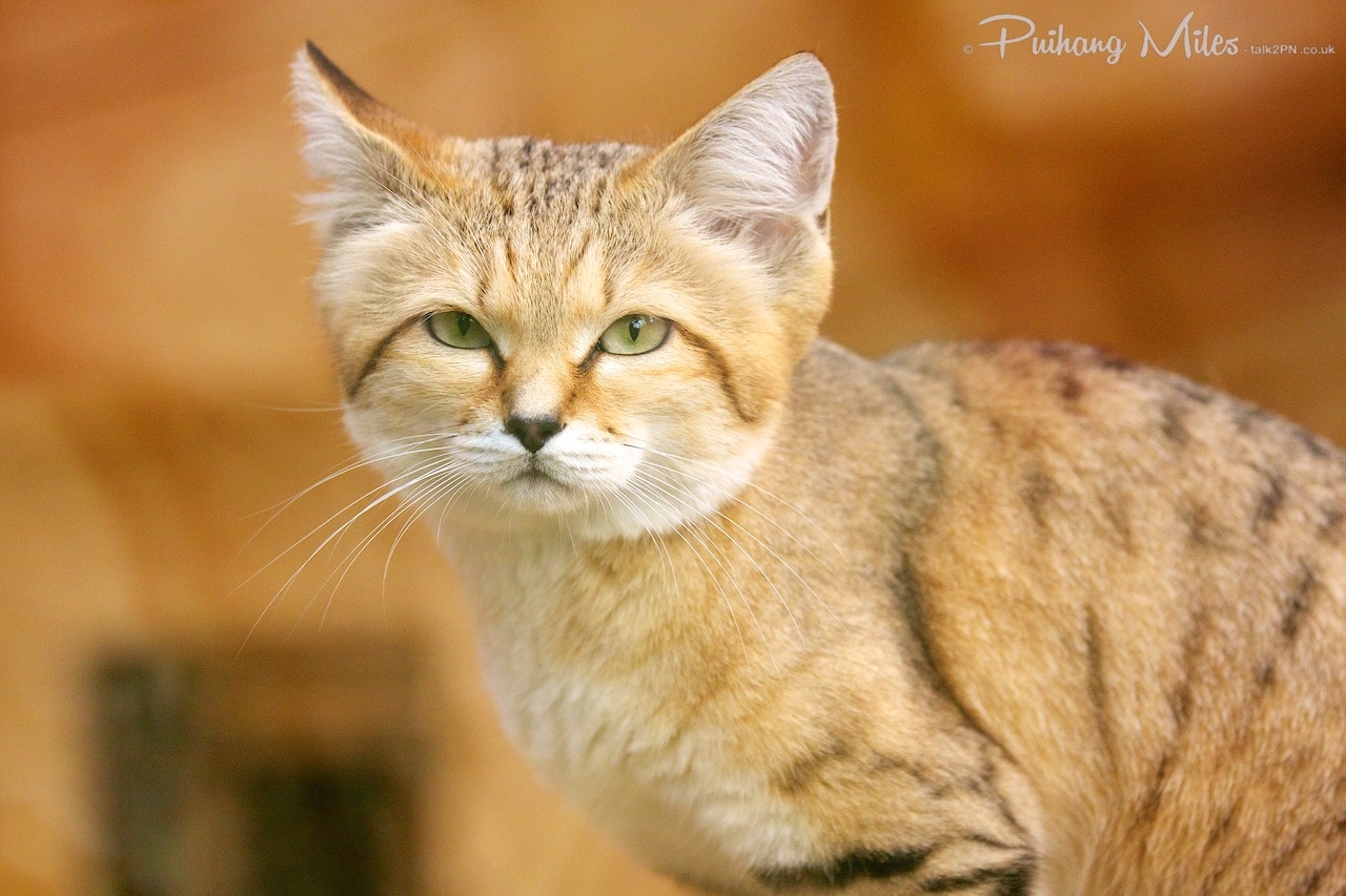 Sand Cat Wallpapers