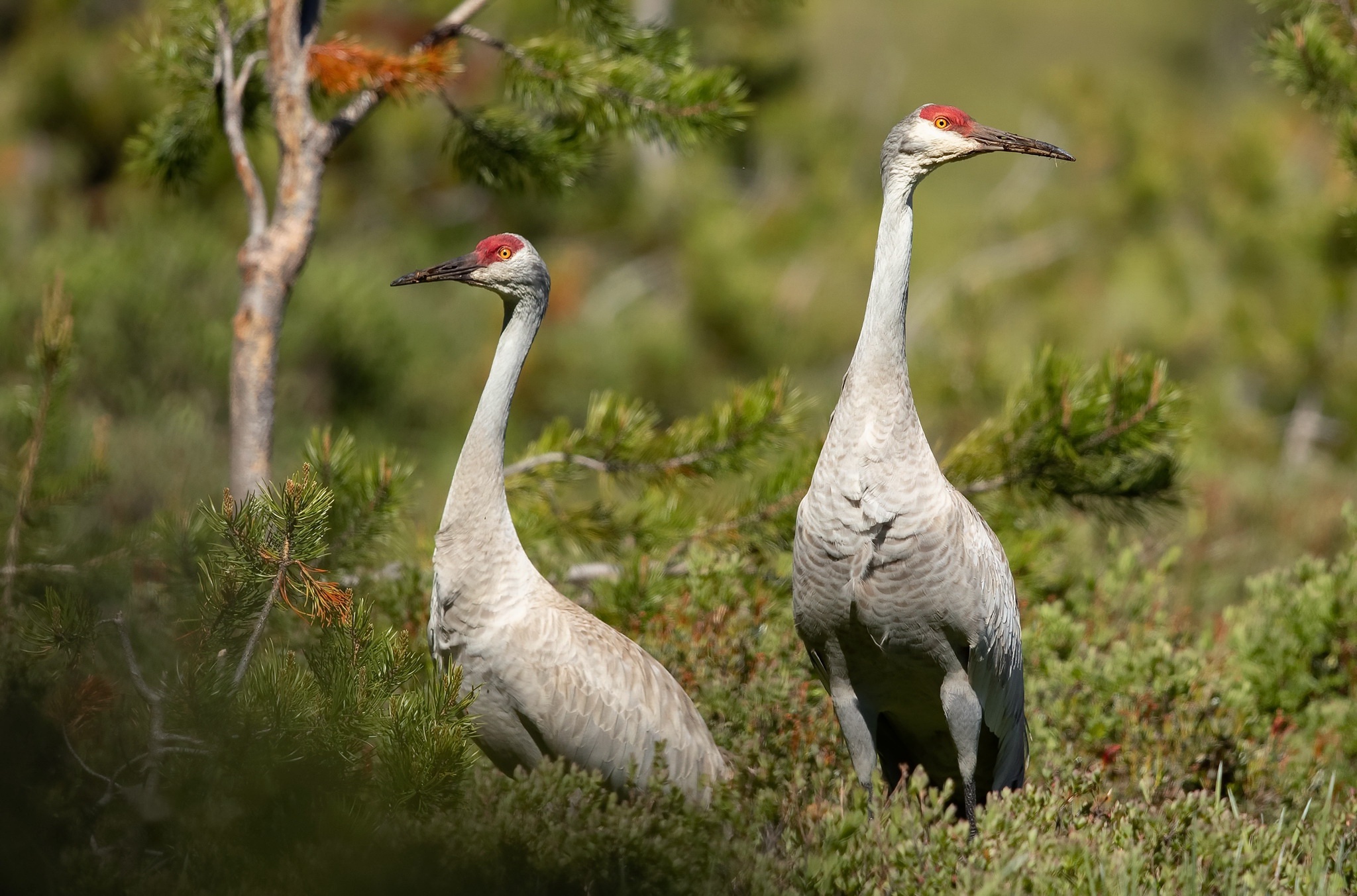 Sandhill Crane Wallpapers