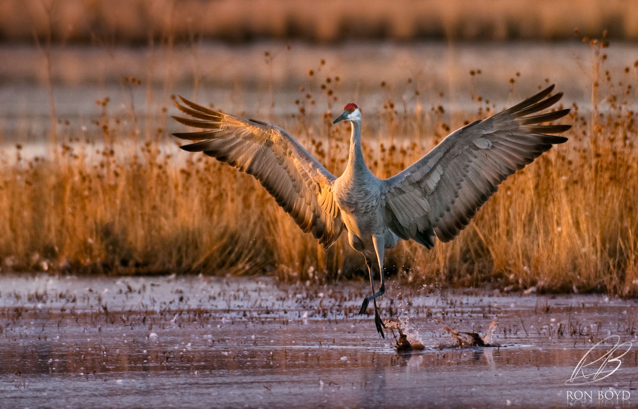 Sandhill Crane Wallpapers