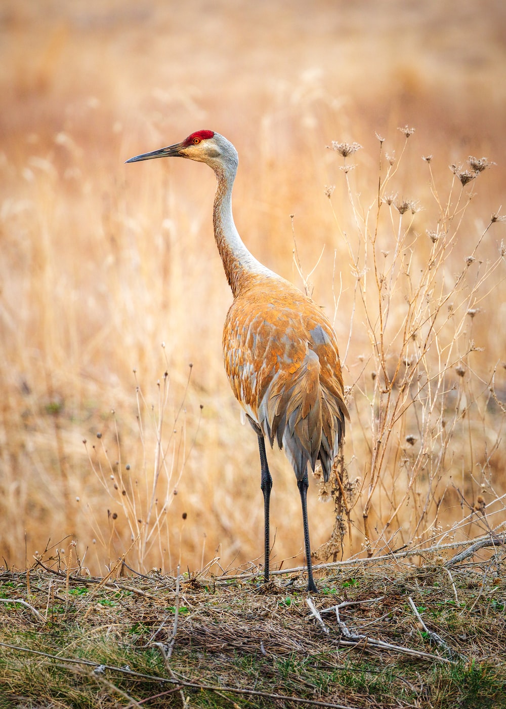 Sandhill Crane Wallpapers