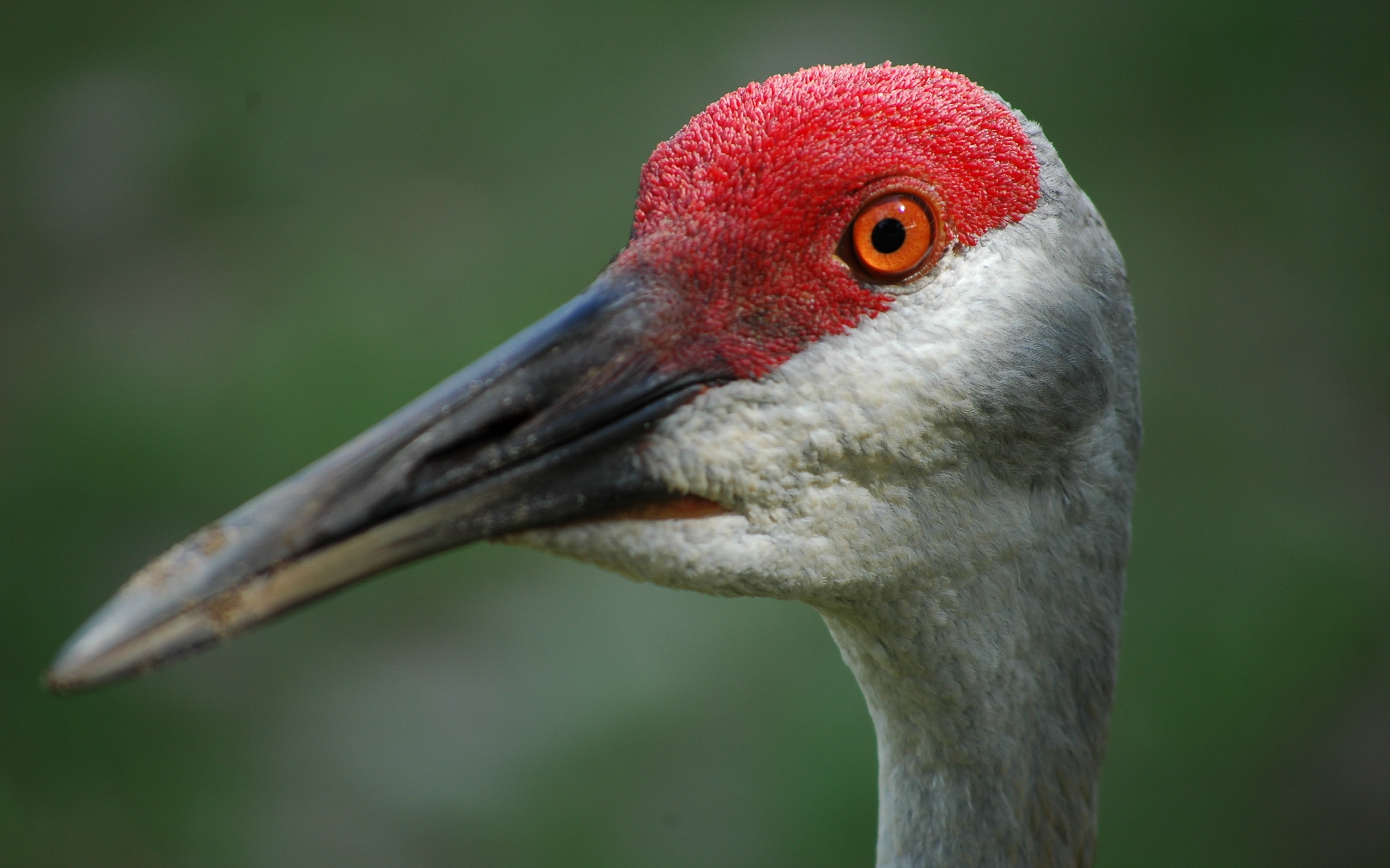 Sandhill Crane Wallpapers