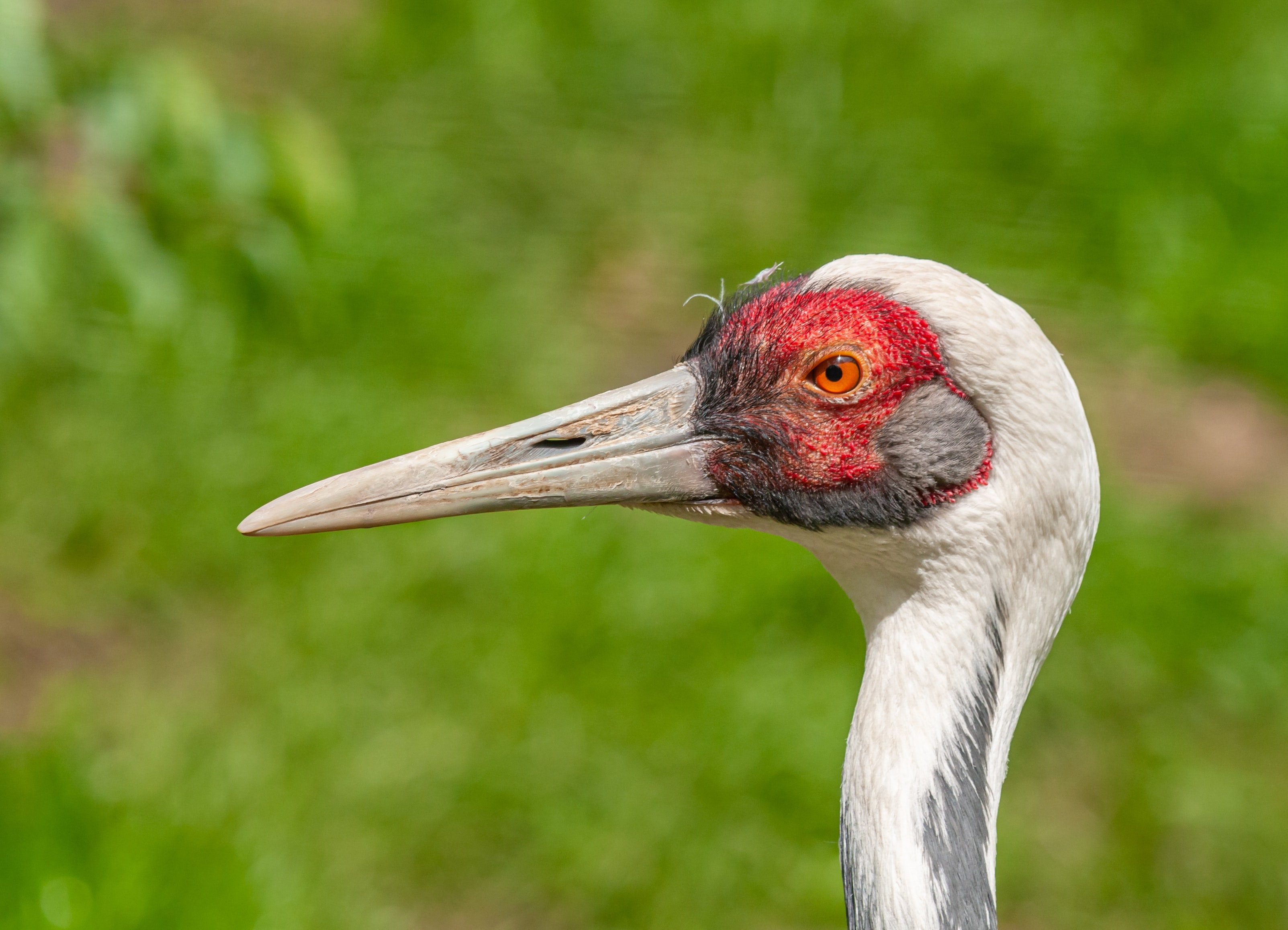 Sandhill Crane Wallpapers