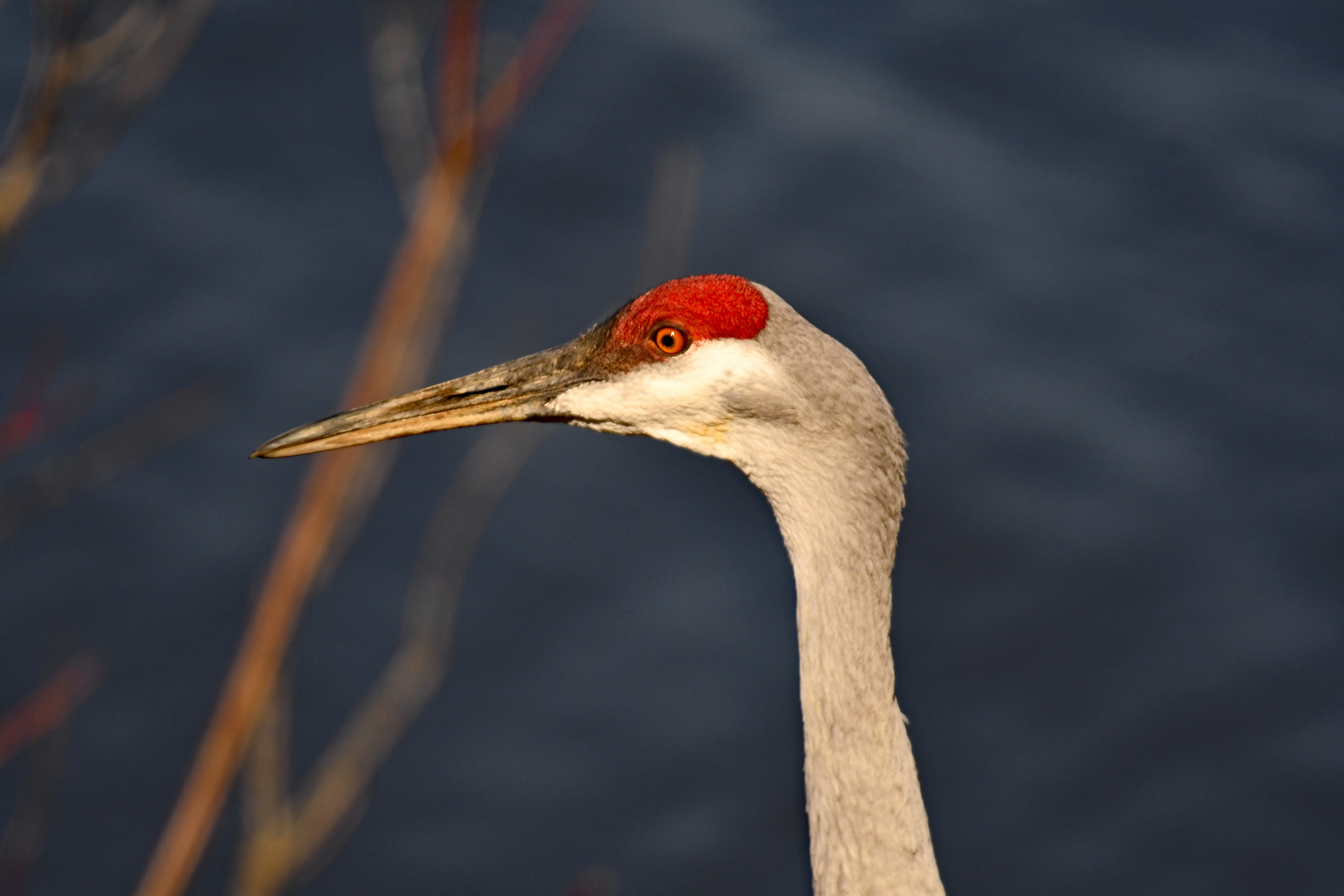 Sandhill Crane Wallpapers