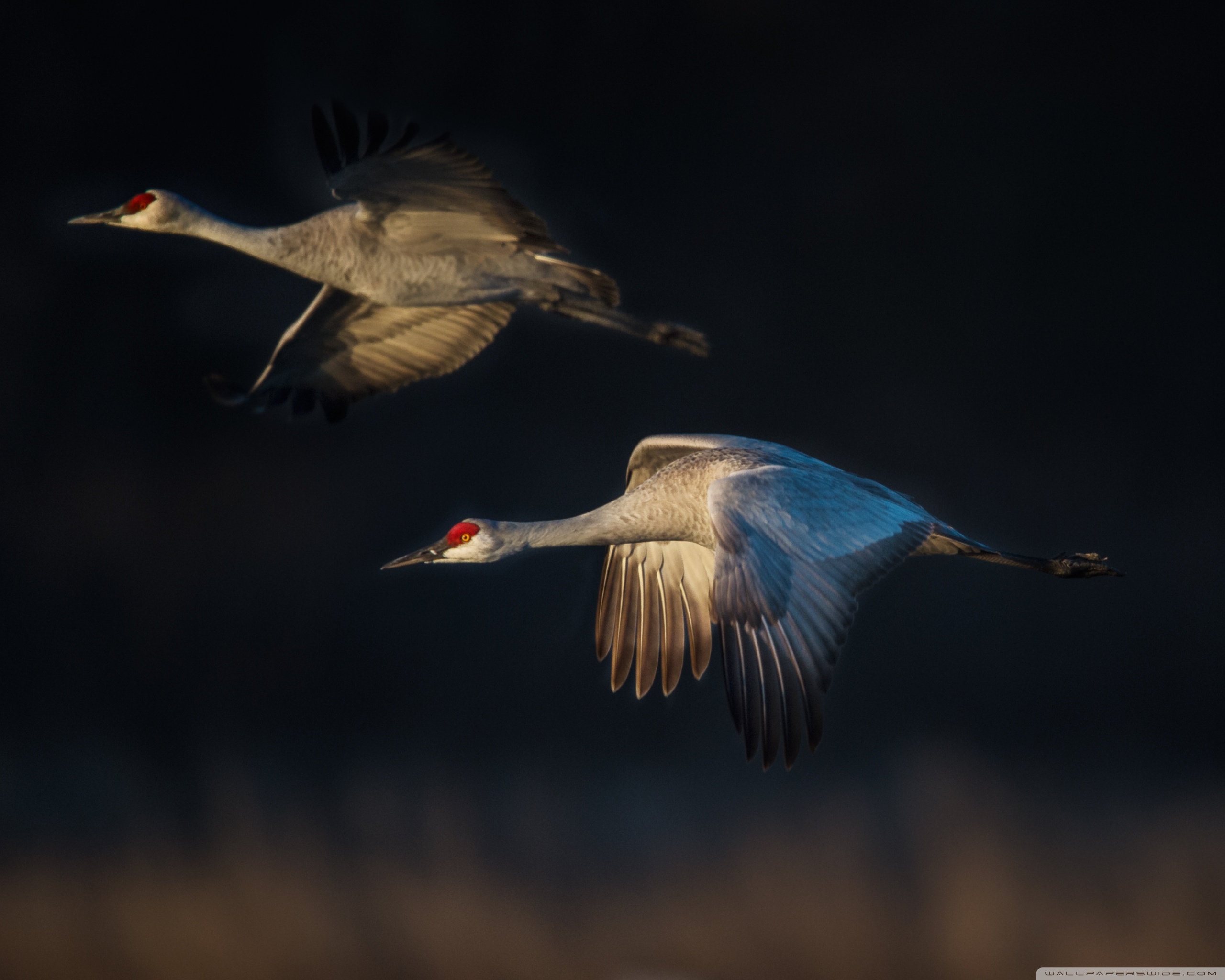 Sandhill Crane Wallpapers