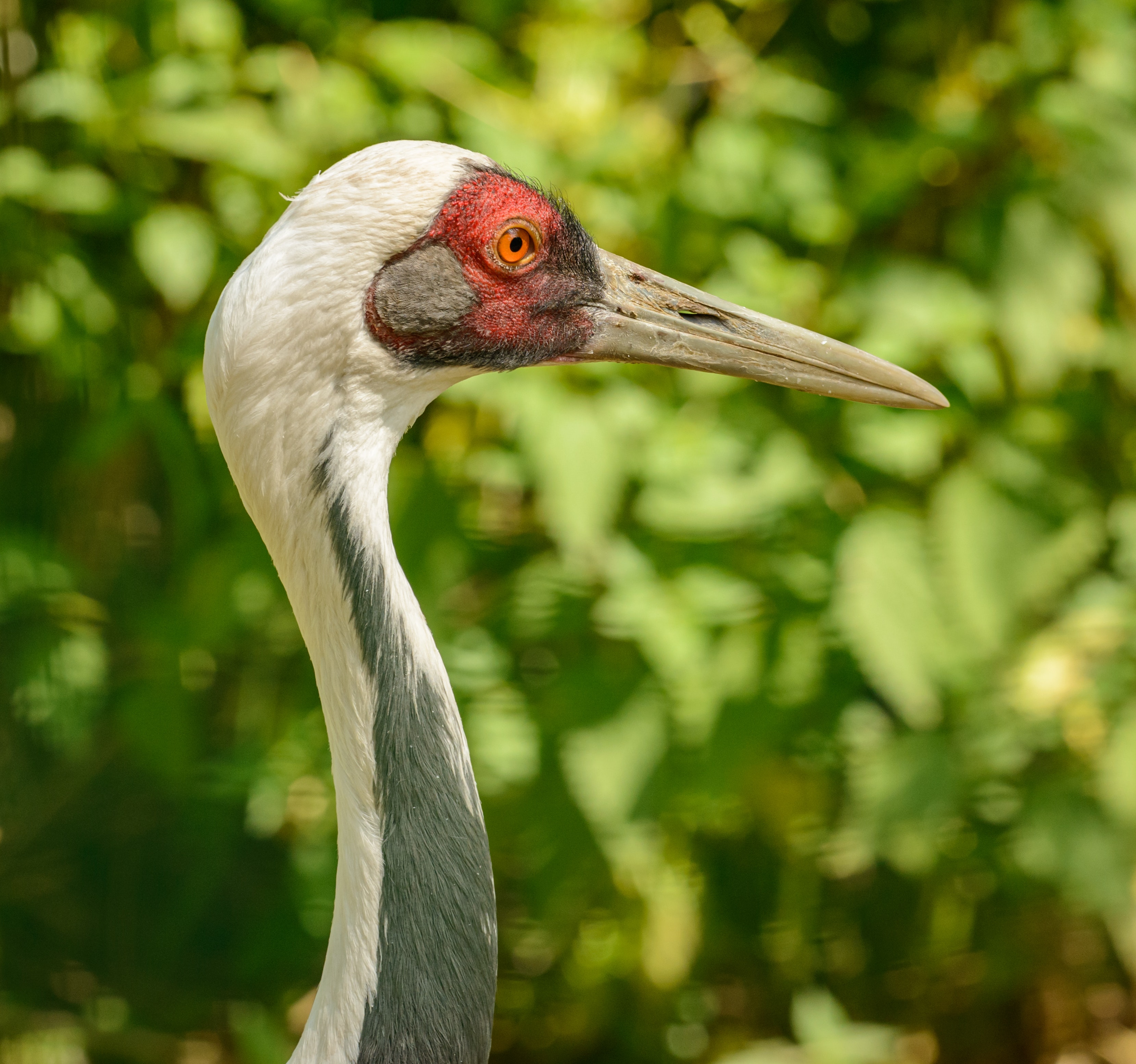 Sandhill Crane Wallpapers