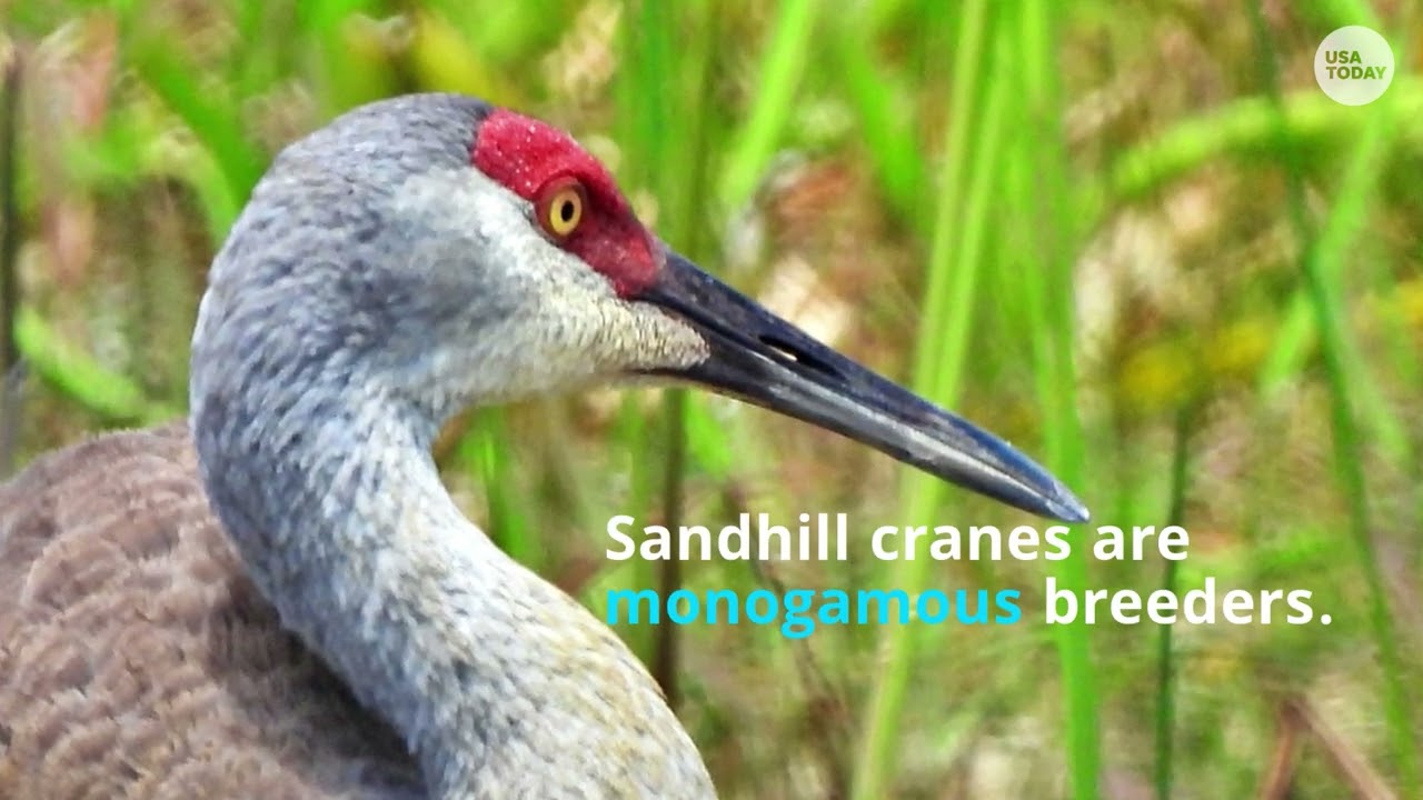 Sandhill Crane Wallpapers