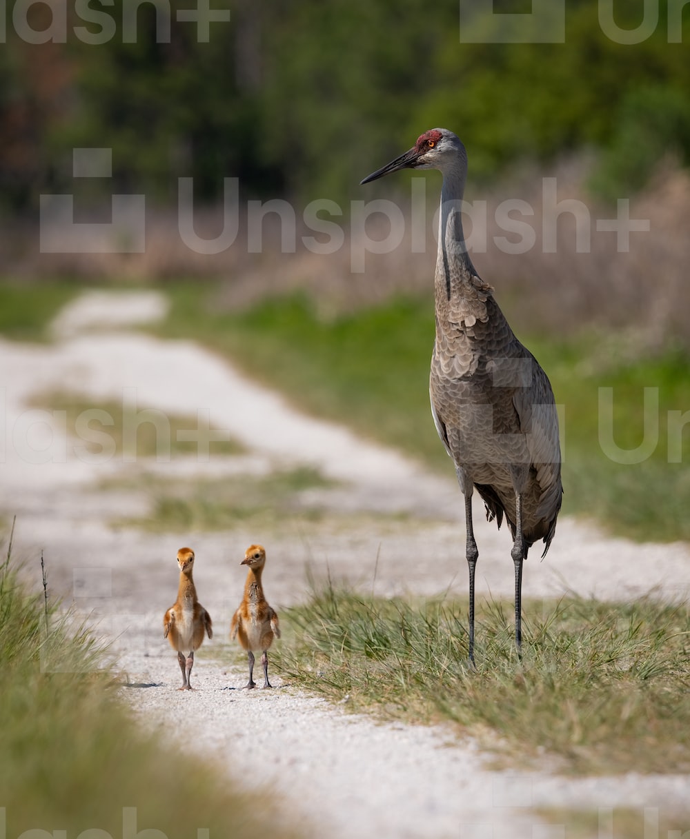 Sandhill Crane Wallpapers