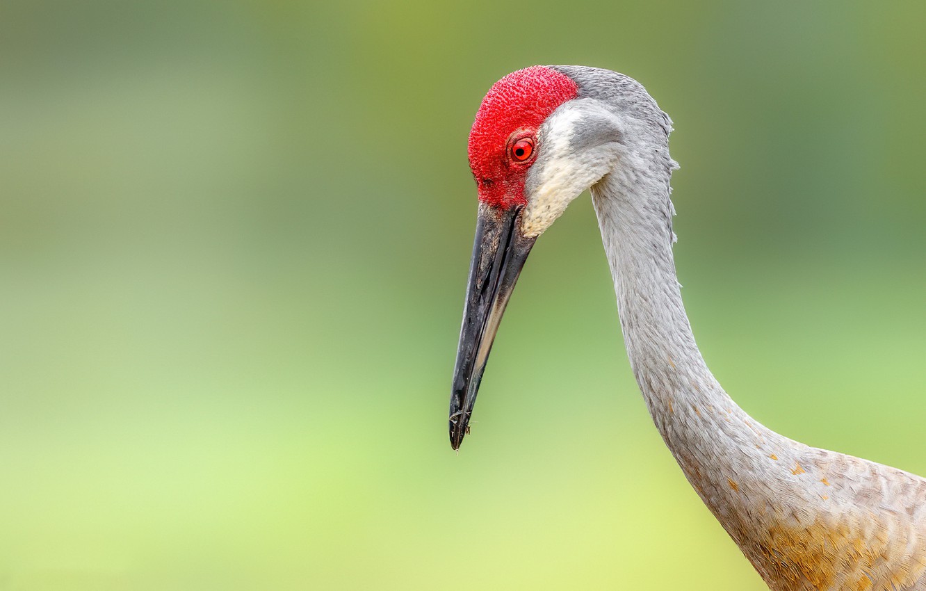 Sandhill Crane Wallpapers