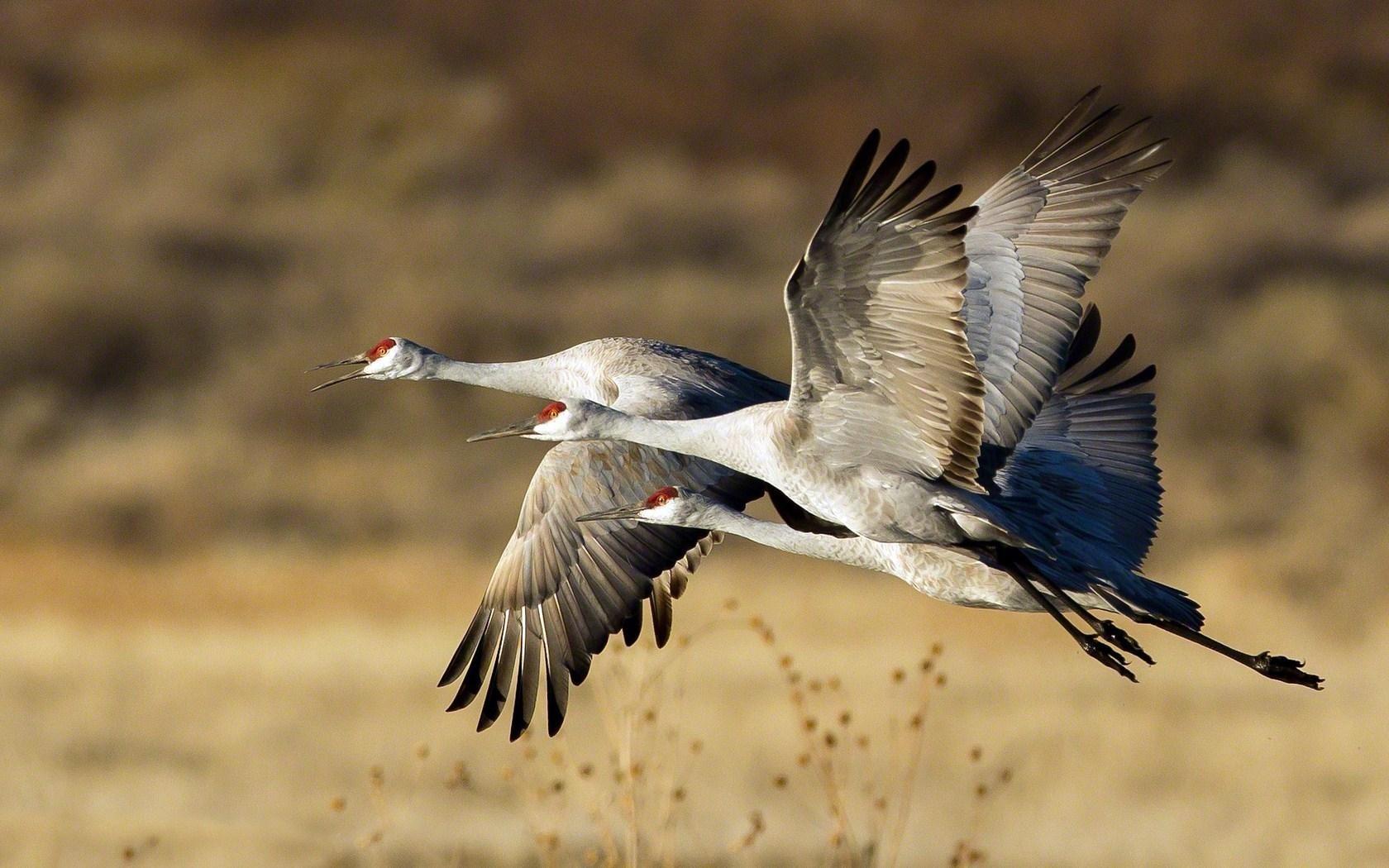 Sandhill Crane Wallpapers