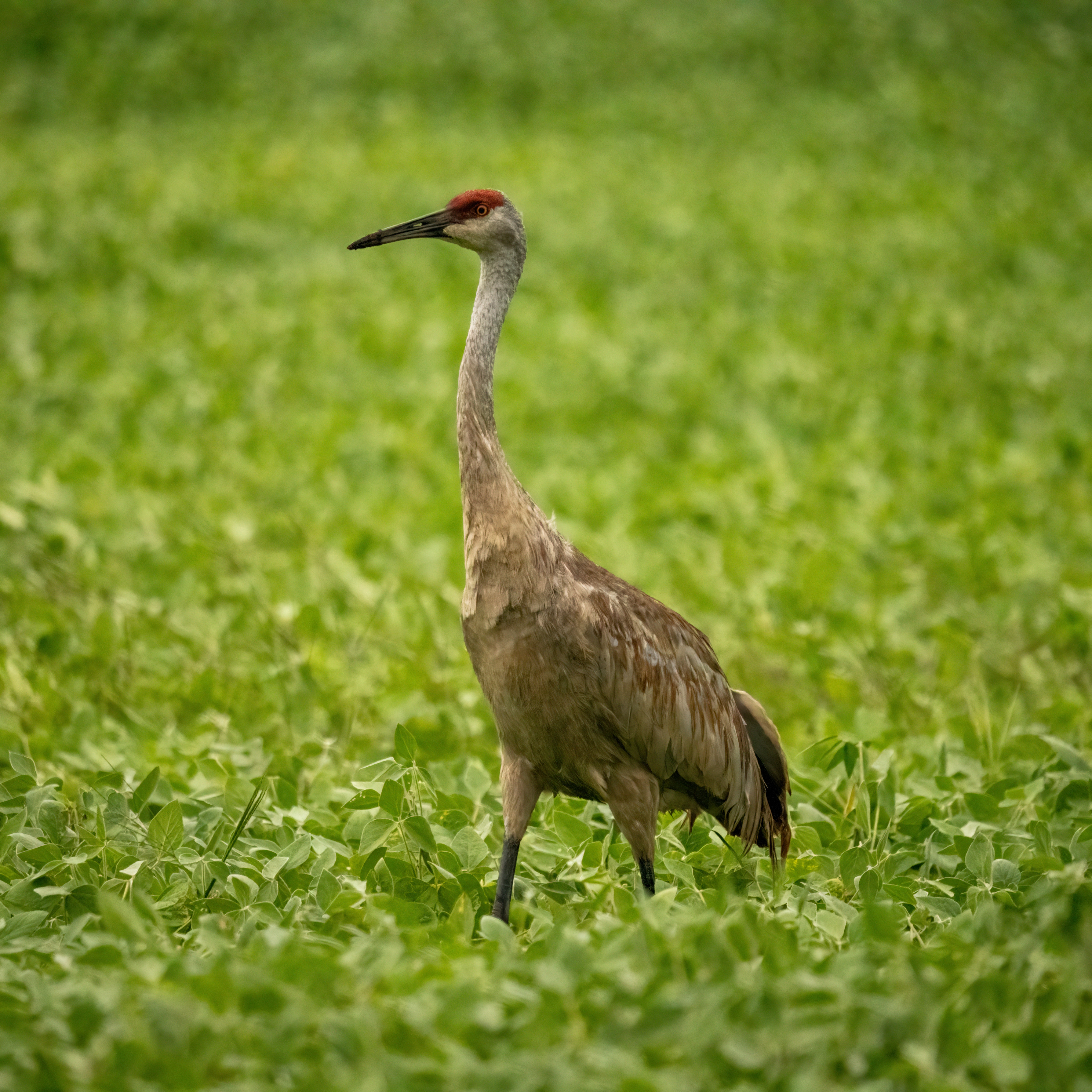 Sandhill Crane Wallpapers