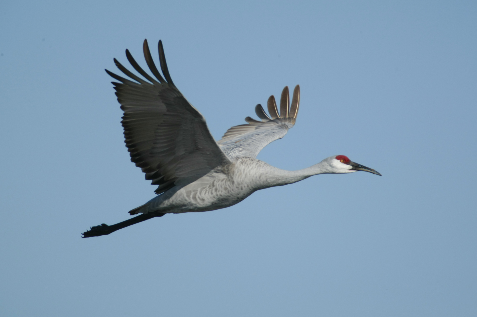 Sandhill Crane Wallpapers