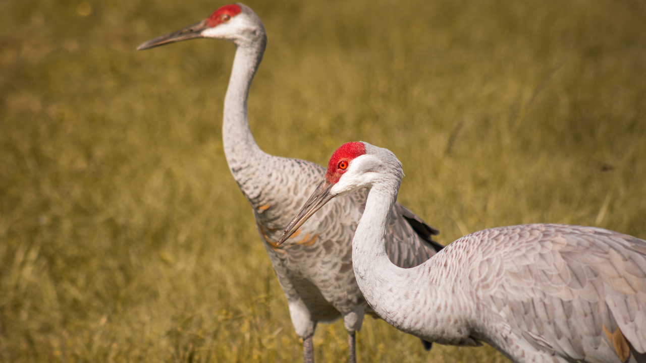 Sandhill Crane Wallpapers