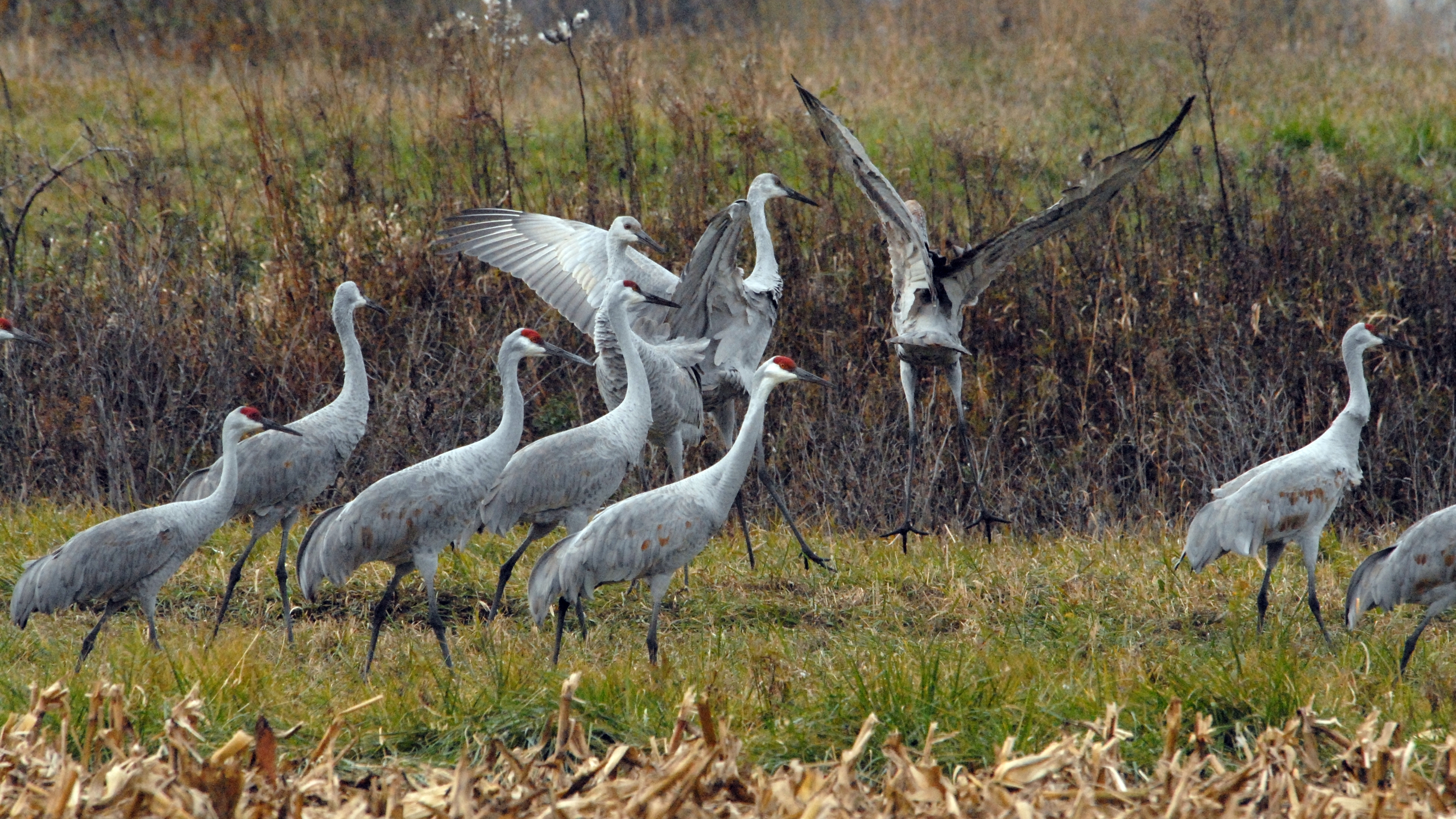 Sandhill Crane Wallpapers