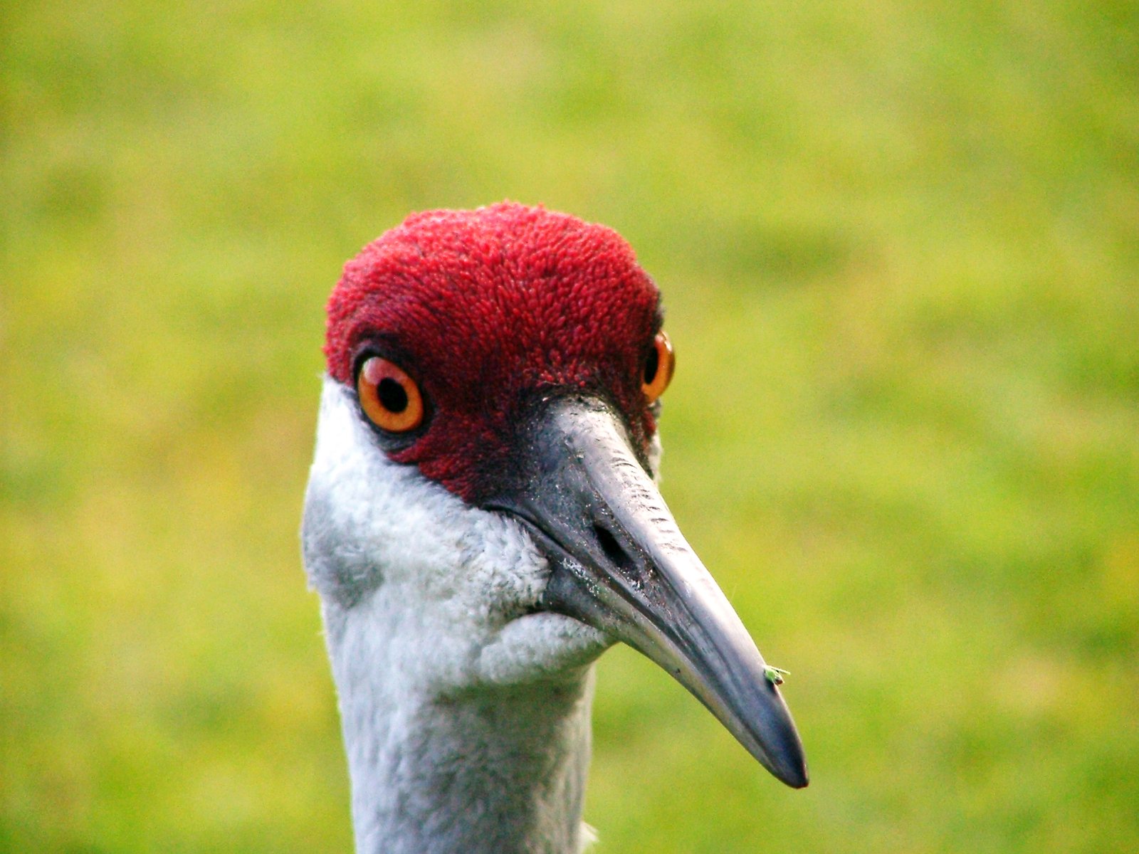 Sandhill Crane Wallpapers