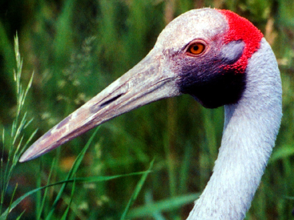 Sandhill Crane Wallpapers