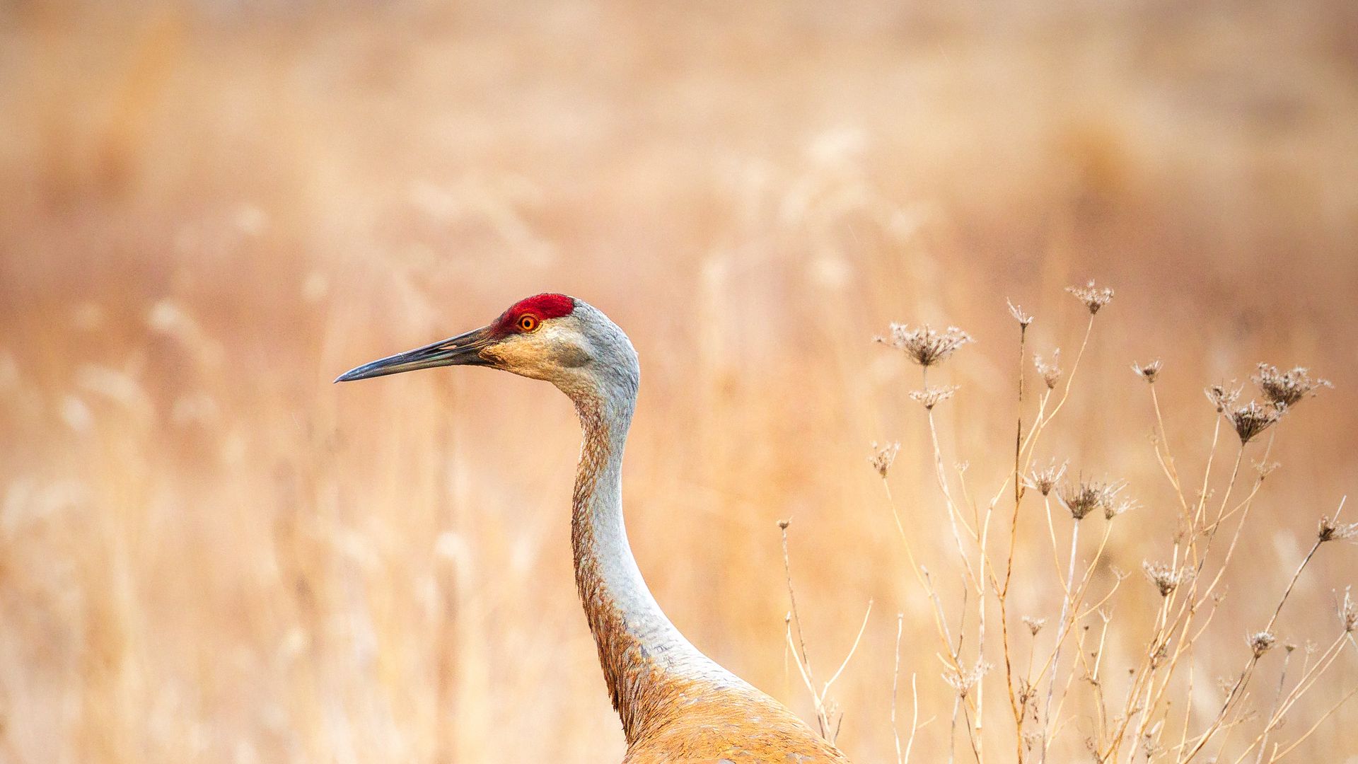 Sandhill Crane Wallpapers