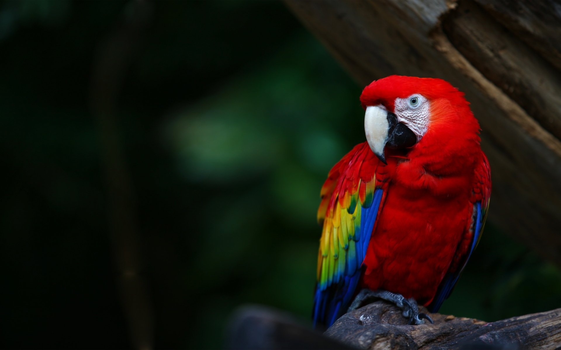 Scarlet Macaw Wallpapers