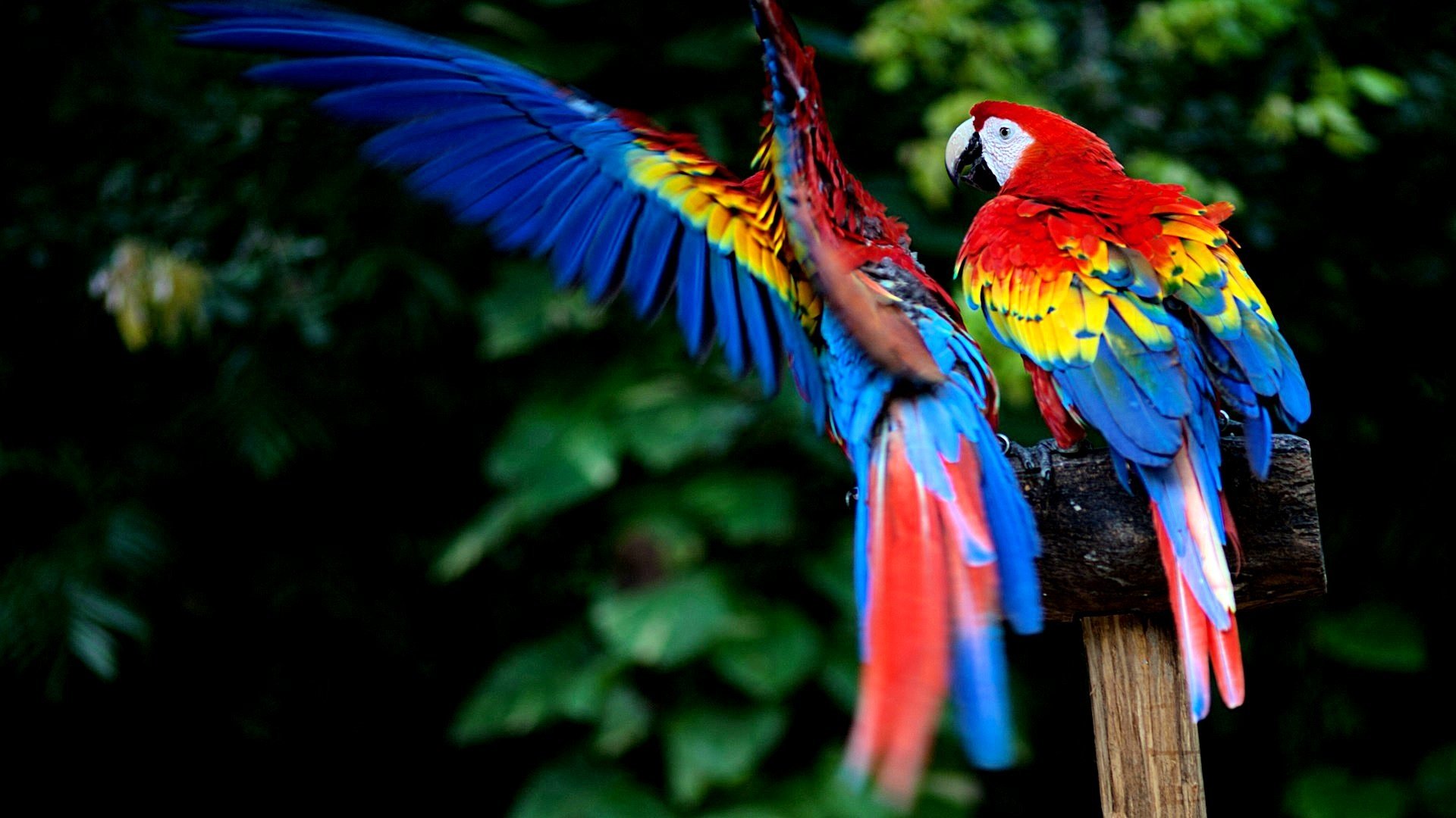 Scarlet Macaw Wallpapers