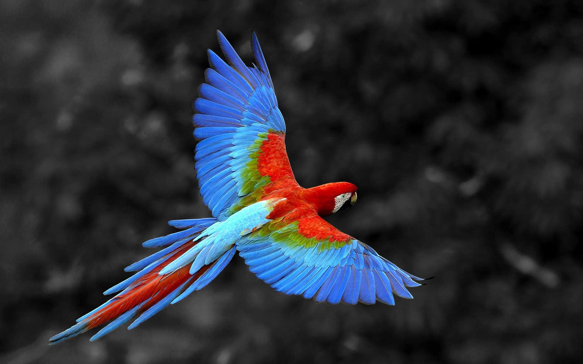 Scarlet Macaw Wallpapers
