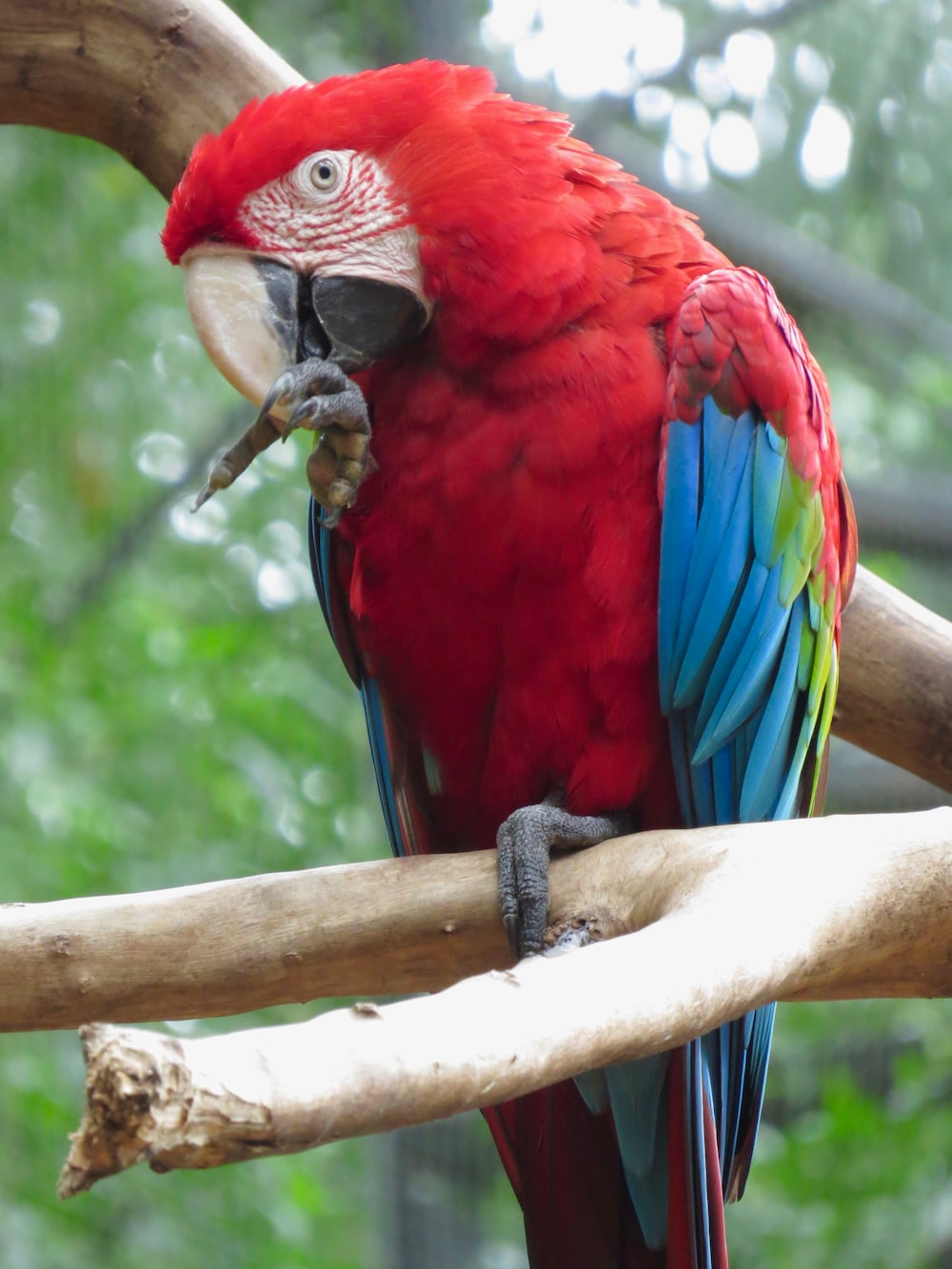 Scarlet Macaw Wallpapers