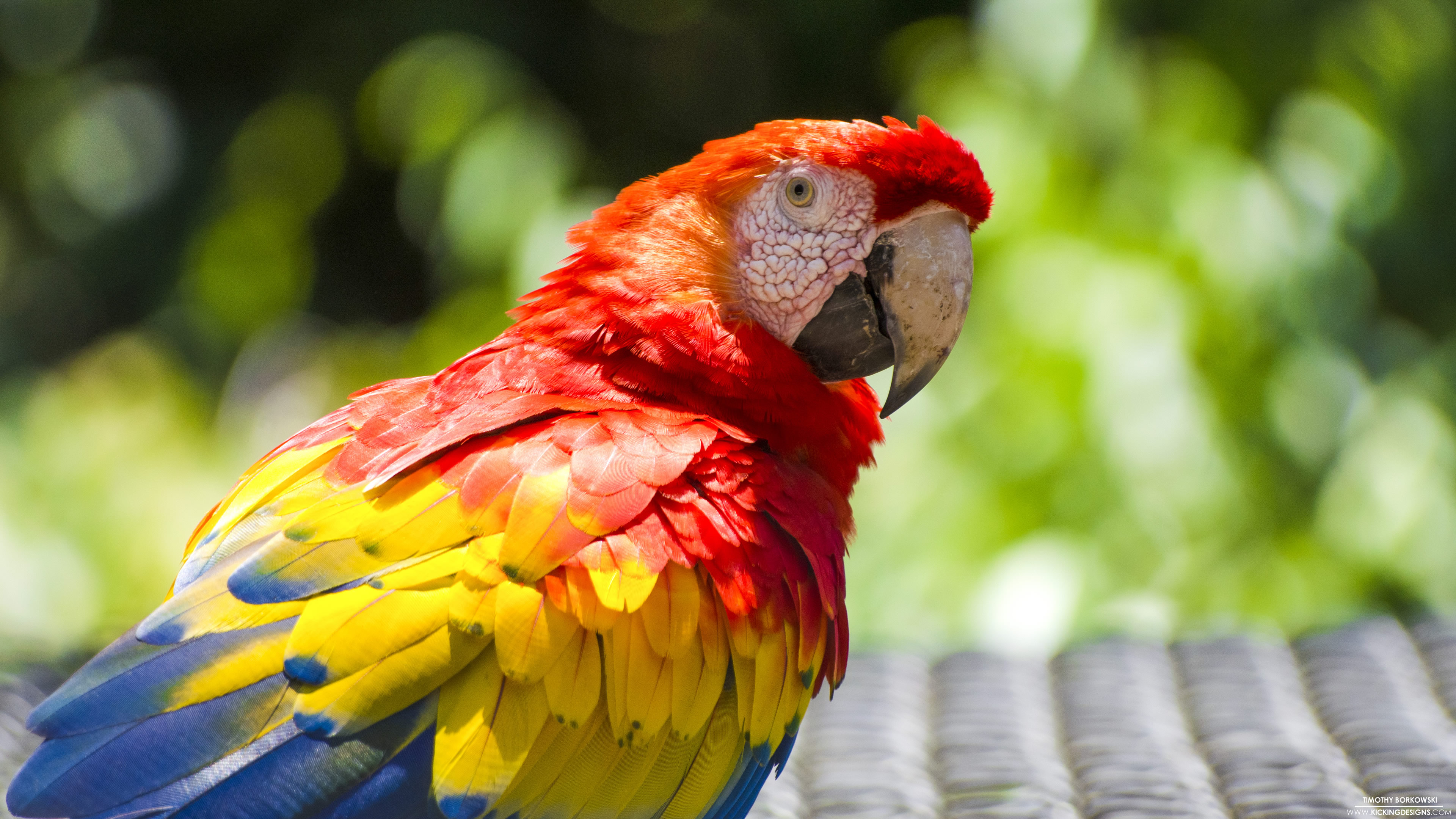 Scarlet Macaw Wallpapers