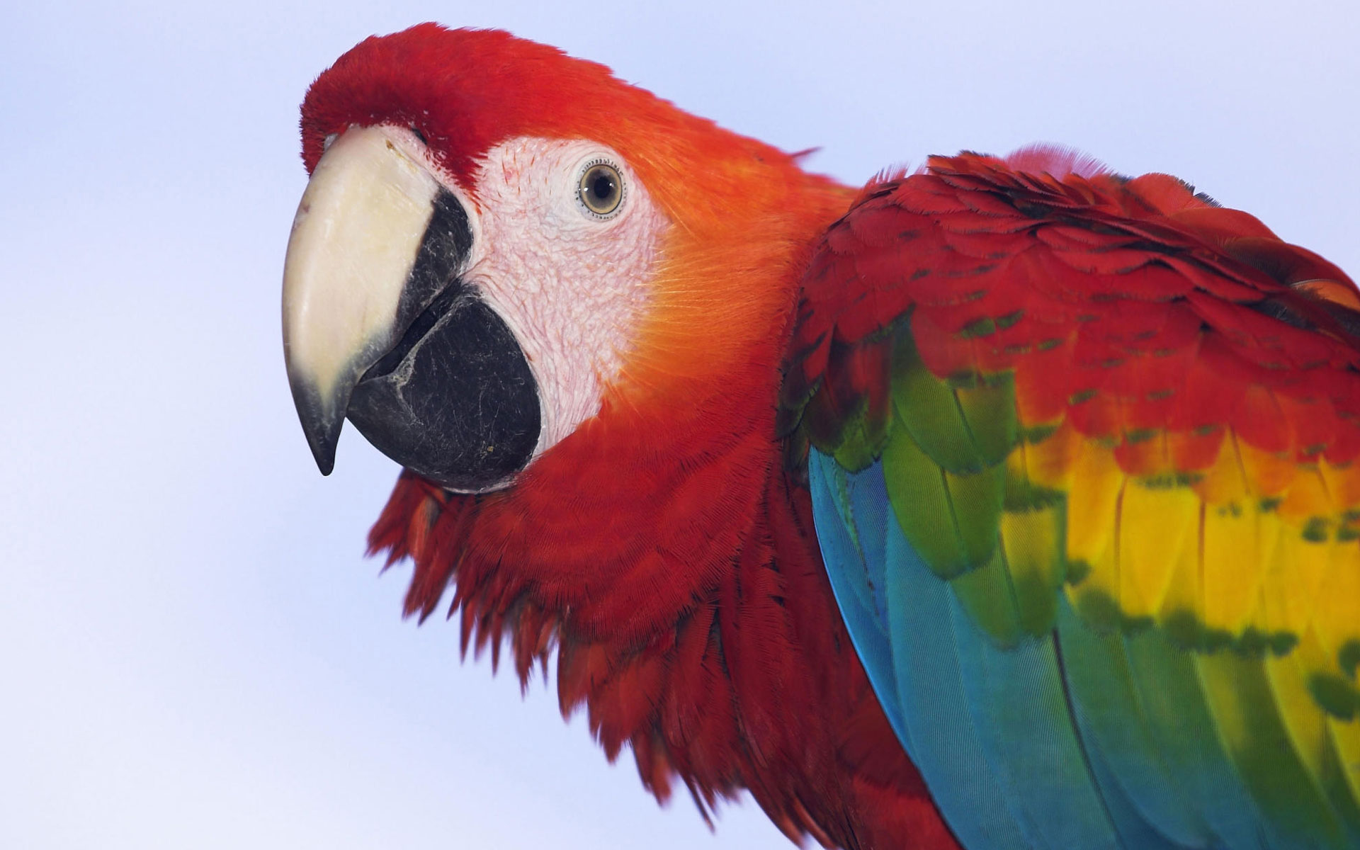 Scarlet Macaw Wallpapers