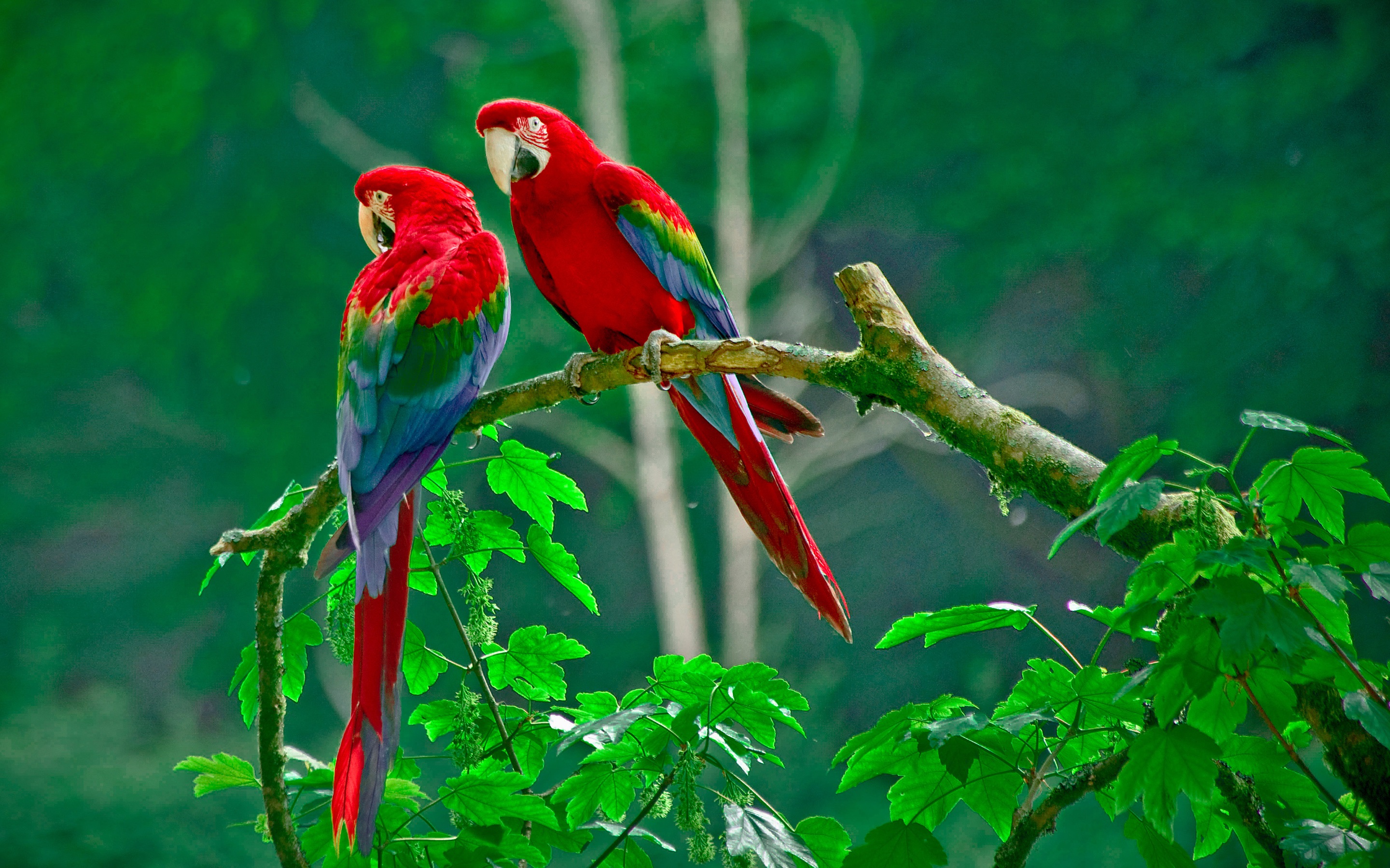 Scarlet Macaw Wallpapers