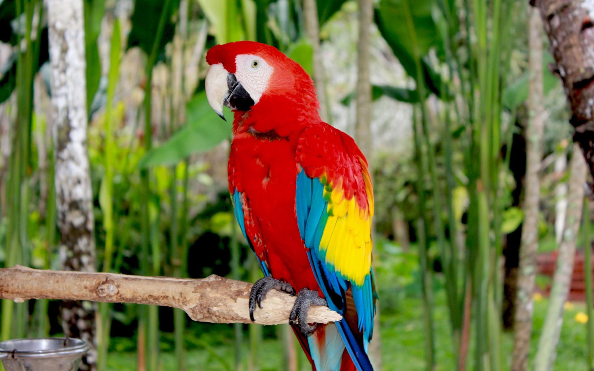 Scarlet Macaw Wallpapers