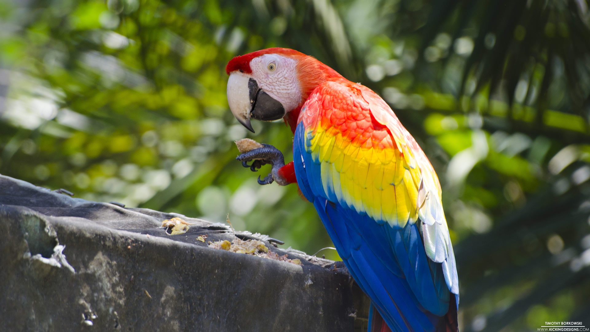 Scarlet Macaw Wallpapers