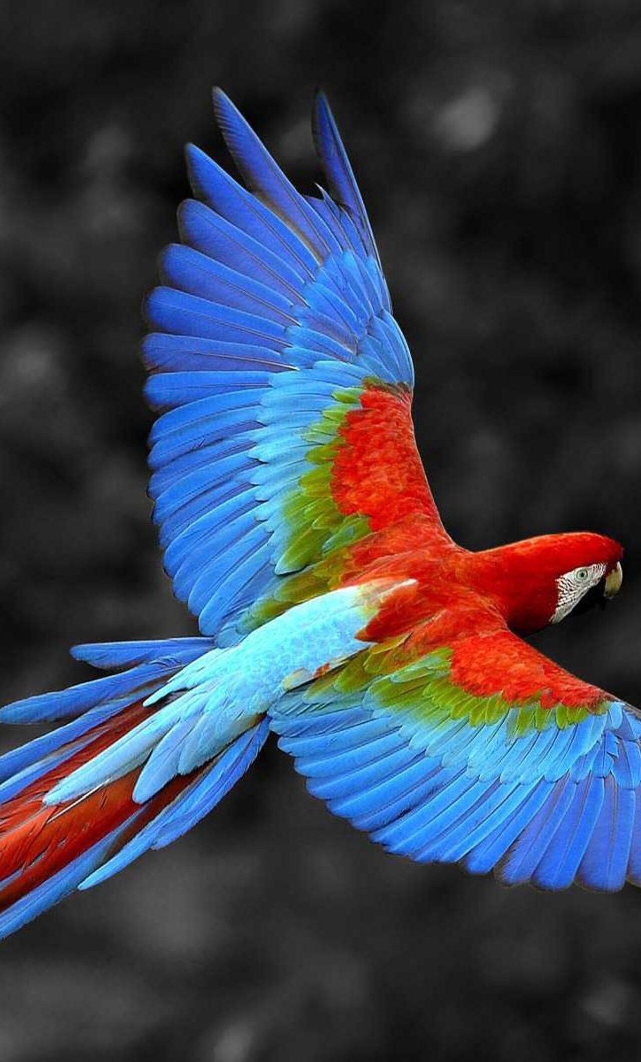 Scarlet Macaw Wallpapers