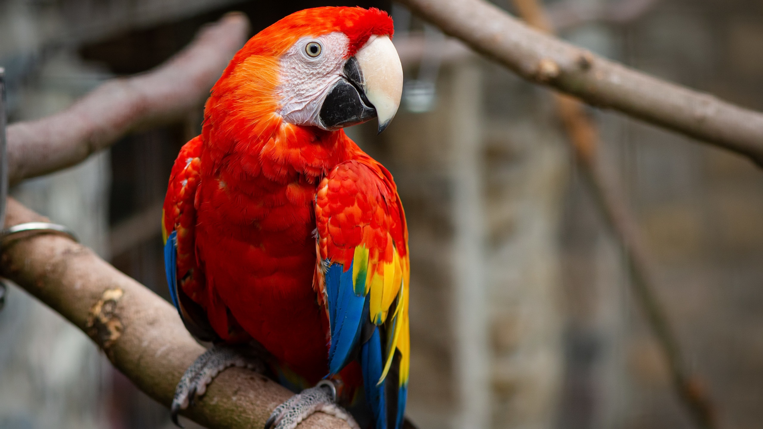 Scarlet Macaw Wallpapers