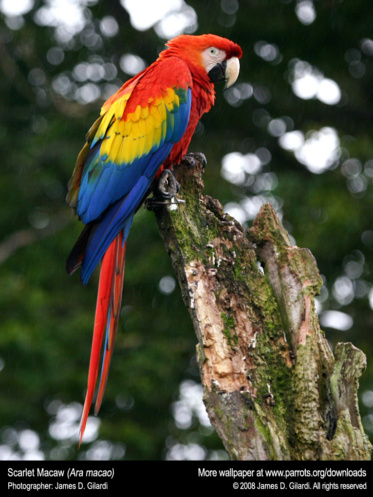 Scarlet Macaw Wallpapers