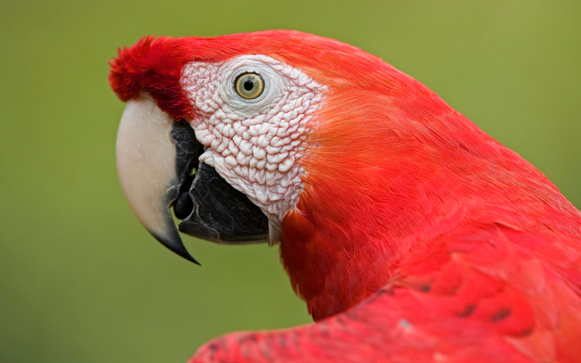 Scarlet Macaw Wallpapers