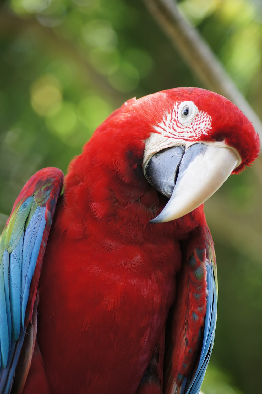 Scarlet Macaw Wallpapers