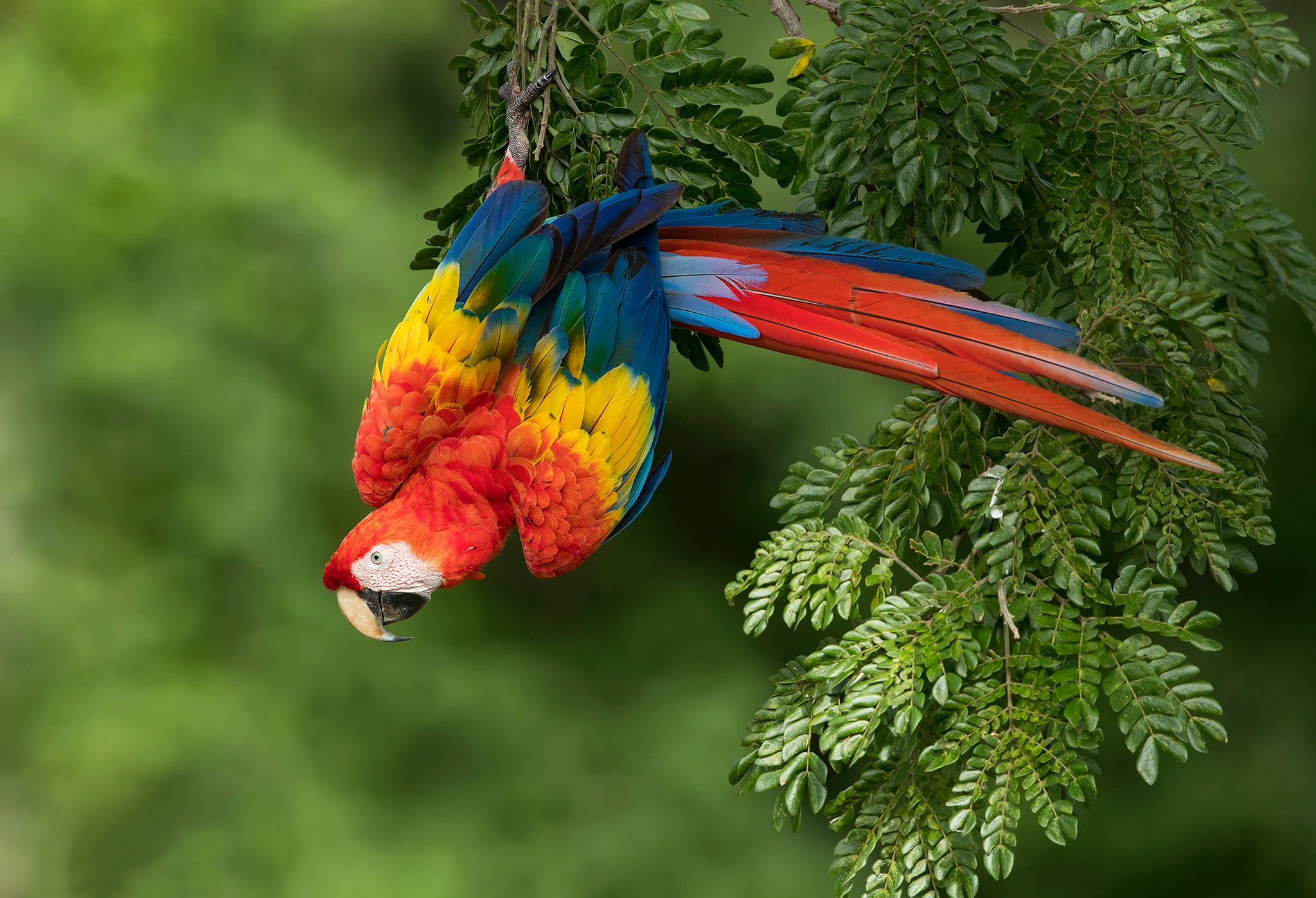 Scarlet Macaw Wallpapers