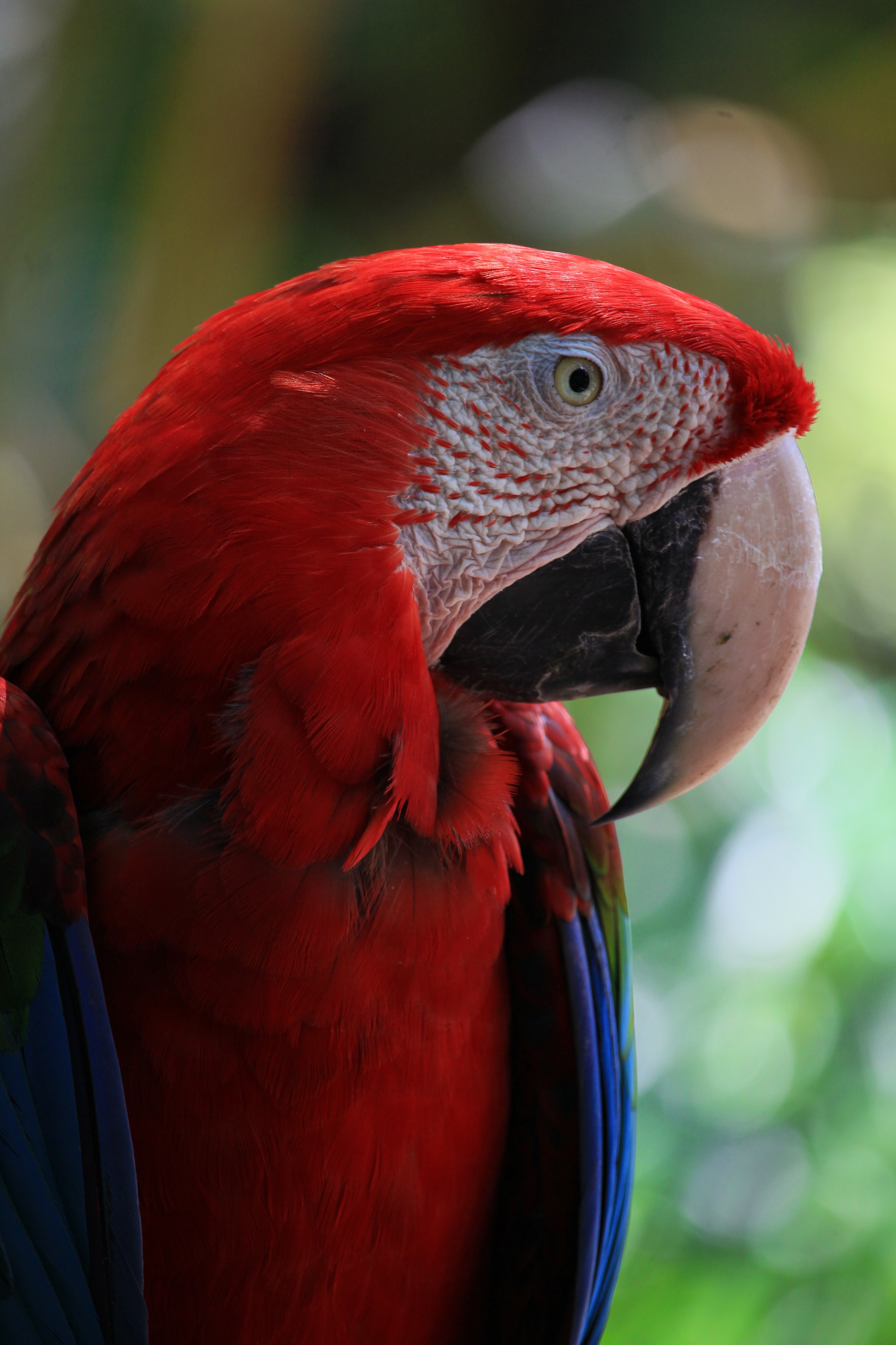 Scarlet Macaw Wallpapers