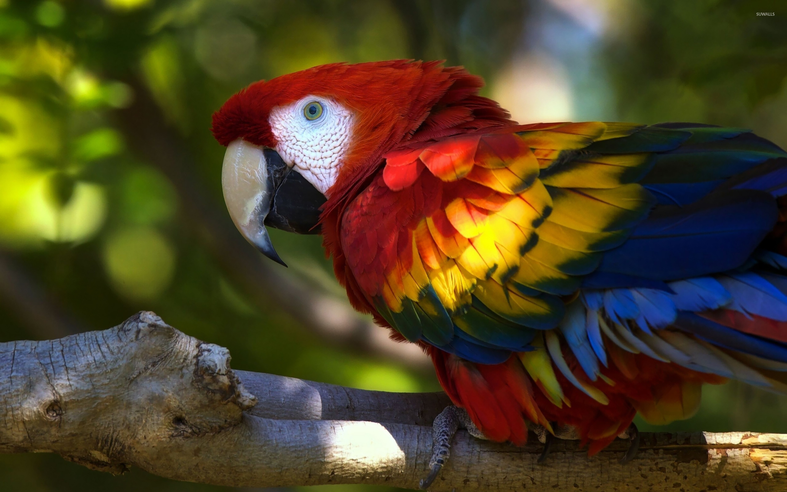 Scarlet Macaw Wallpapers