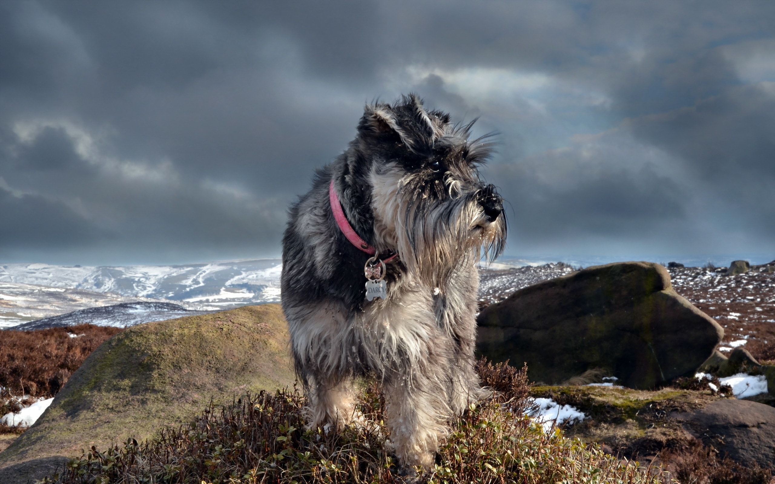 Schnauzer Wallpapers