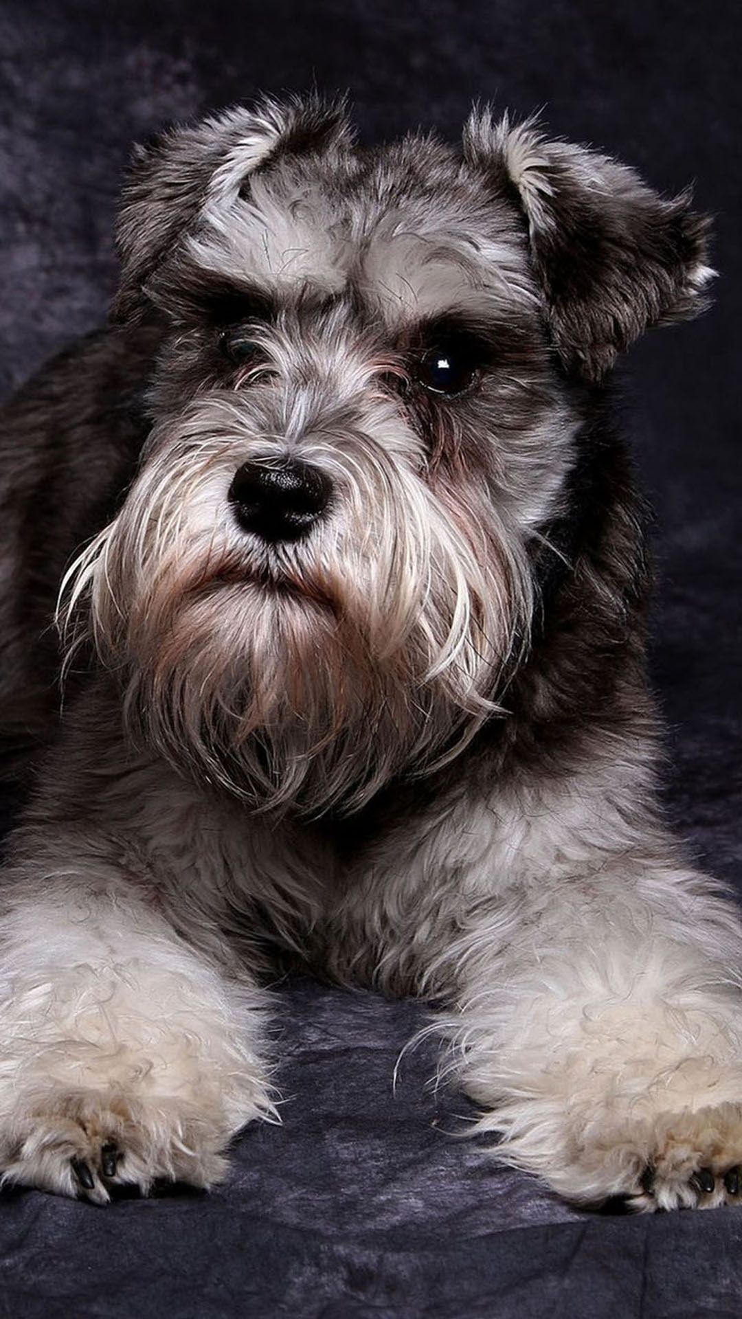 Schnauzer Wallpapers