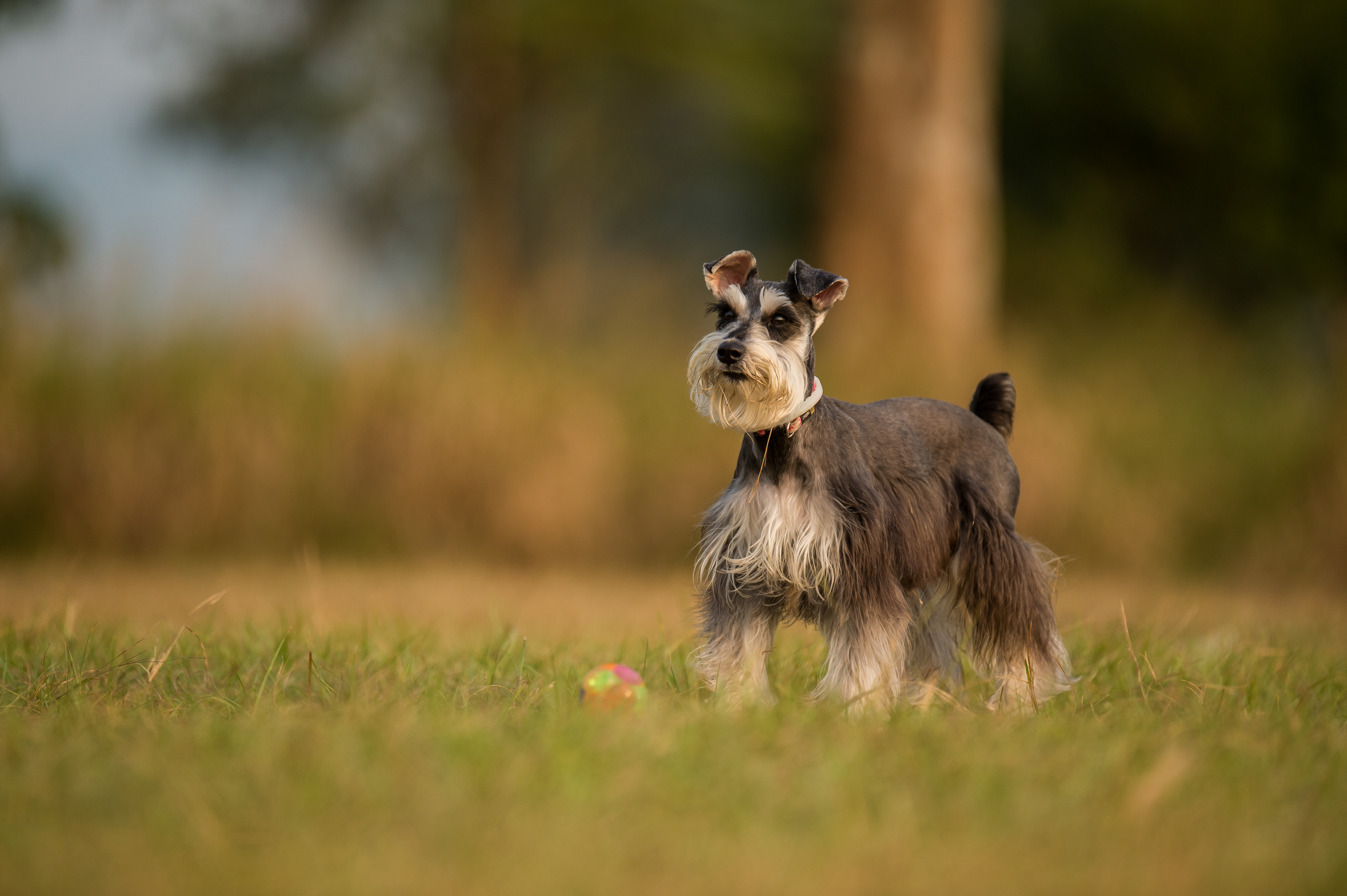 Schnauzer Wallpapers