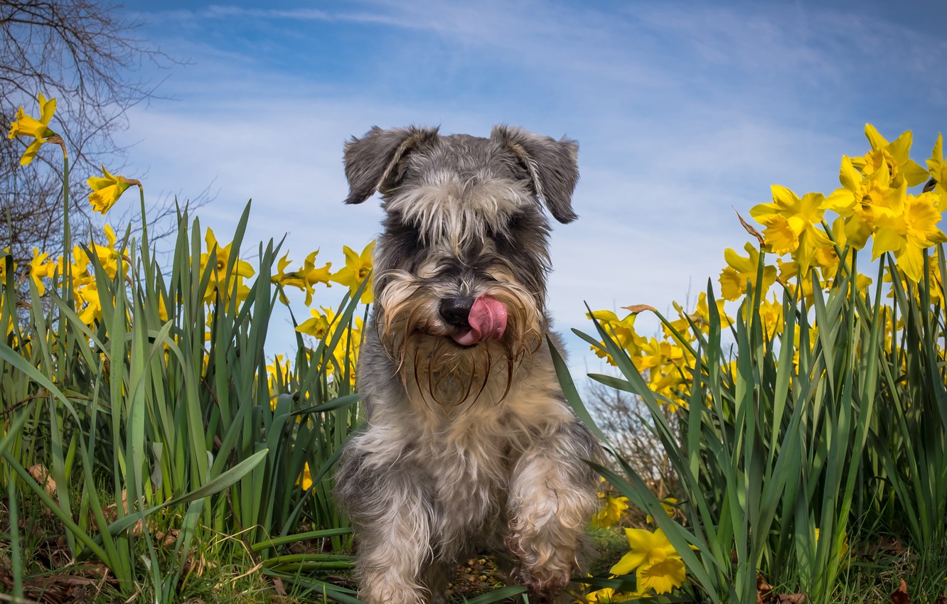 Schnauzer Wallpapers