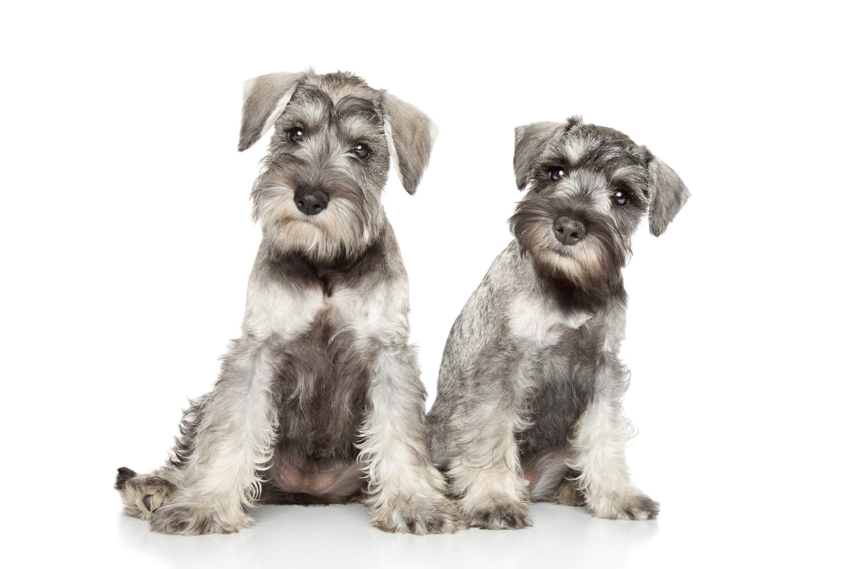 Schnauzer Wallpapers