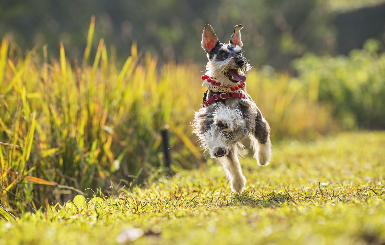 Schnauzer Wallpapers